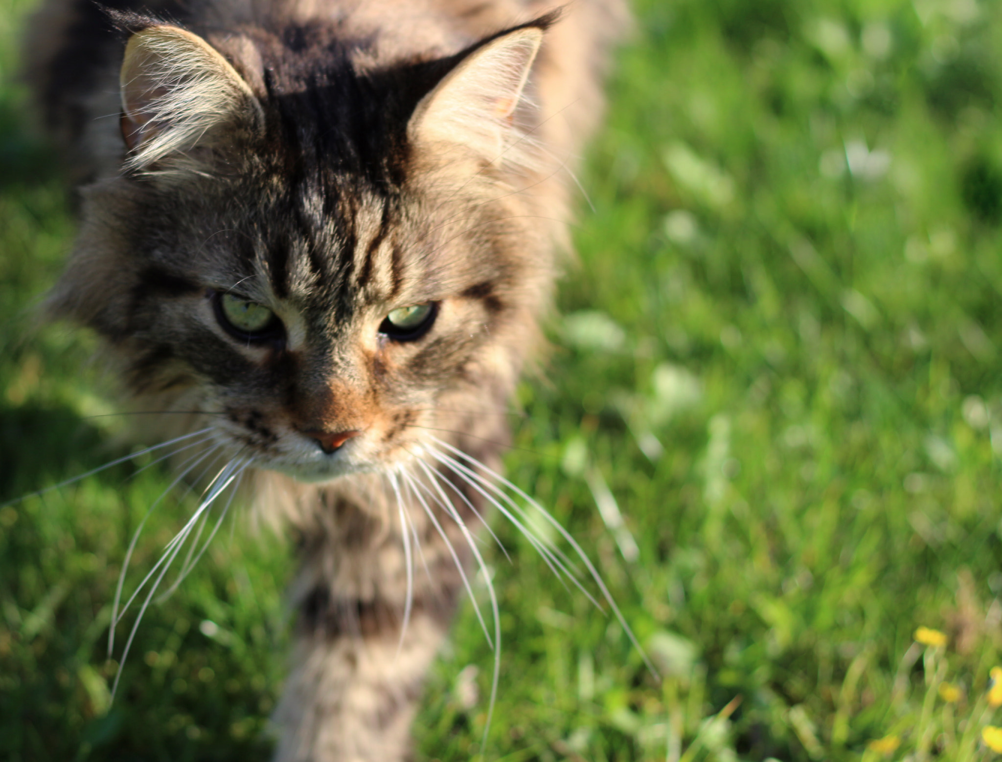 Canon EOS 100D (EOS Rebel SL1 / EOS Kiss X7) sample photo. My cat :) photography