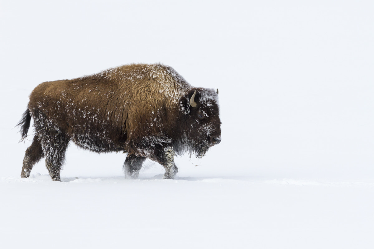 Canon EF 70-300mm F4-5.6L IS USM sample photo. Bison photography