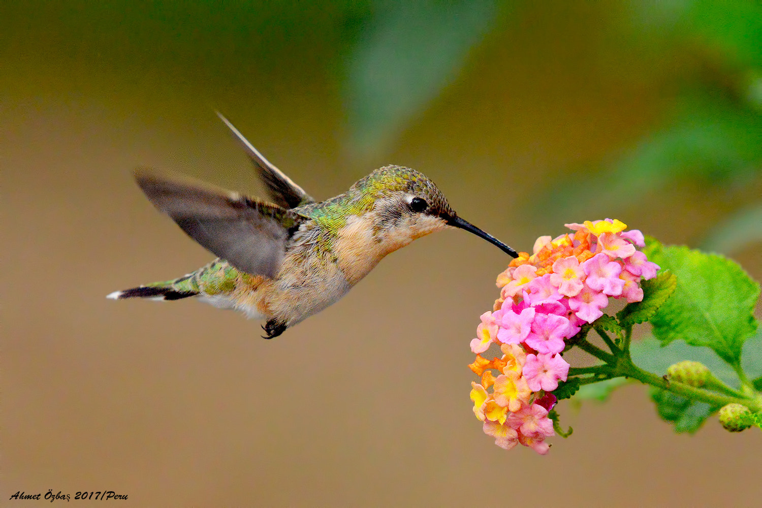 Nikon AF-S Nikkor 200-500mm F5.6E ED VR sample photo. Hummingbird photography