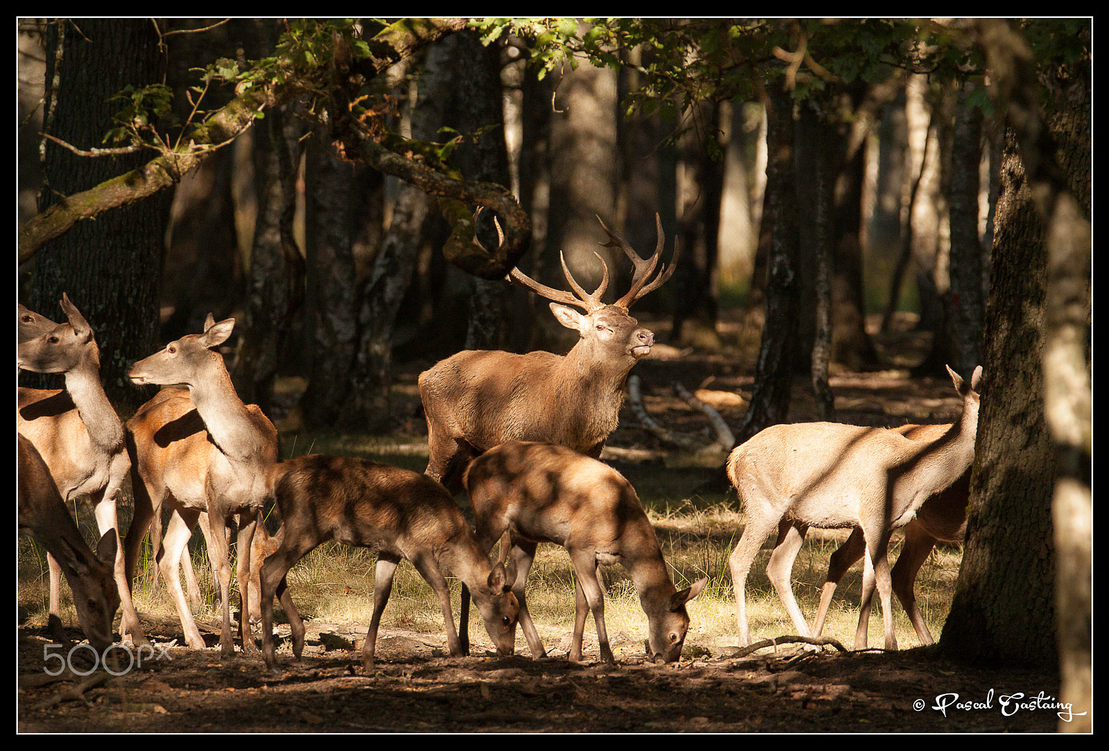 Canon EOS 50D + Tamron SP 150-600mm F5-6.3 Di VC USD sample photo. Deer photography