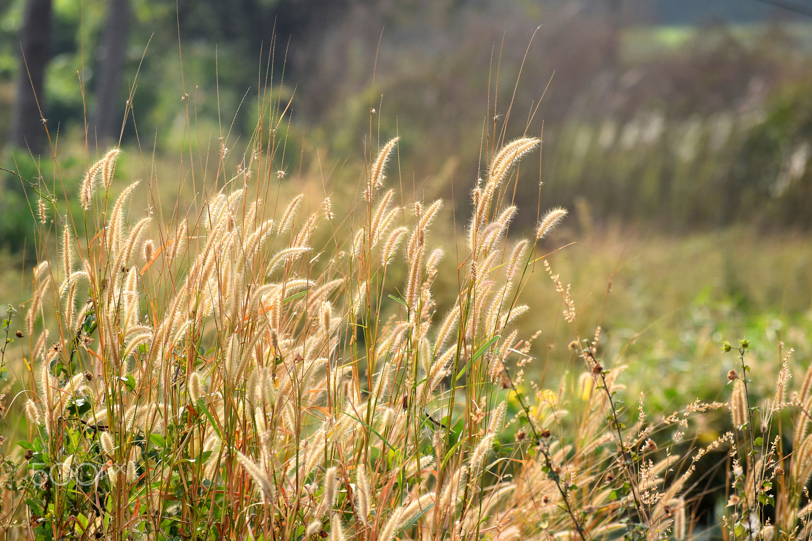 Nikon D5500 sample photo. Grass on the palakkad plains photography