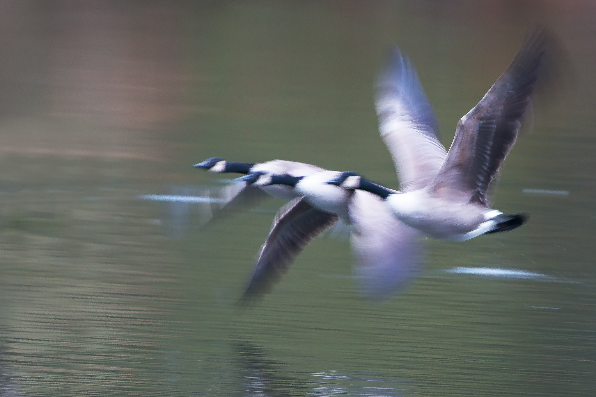Nikon AF-S Nikkor 200-500mm F5.6E ED VR sample photo. Canada goose in flight... photography