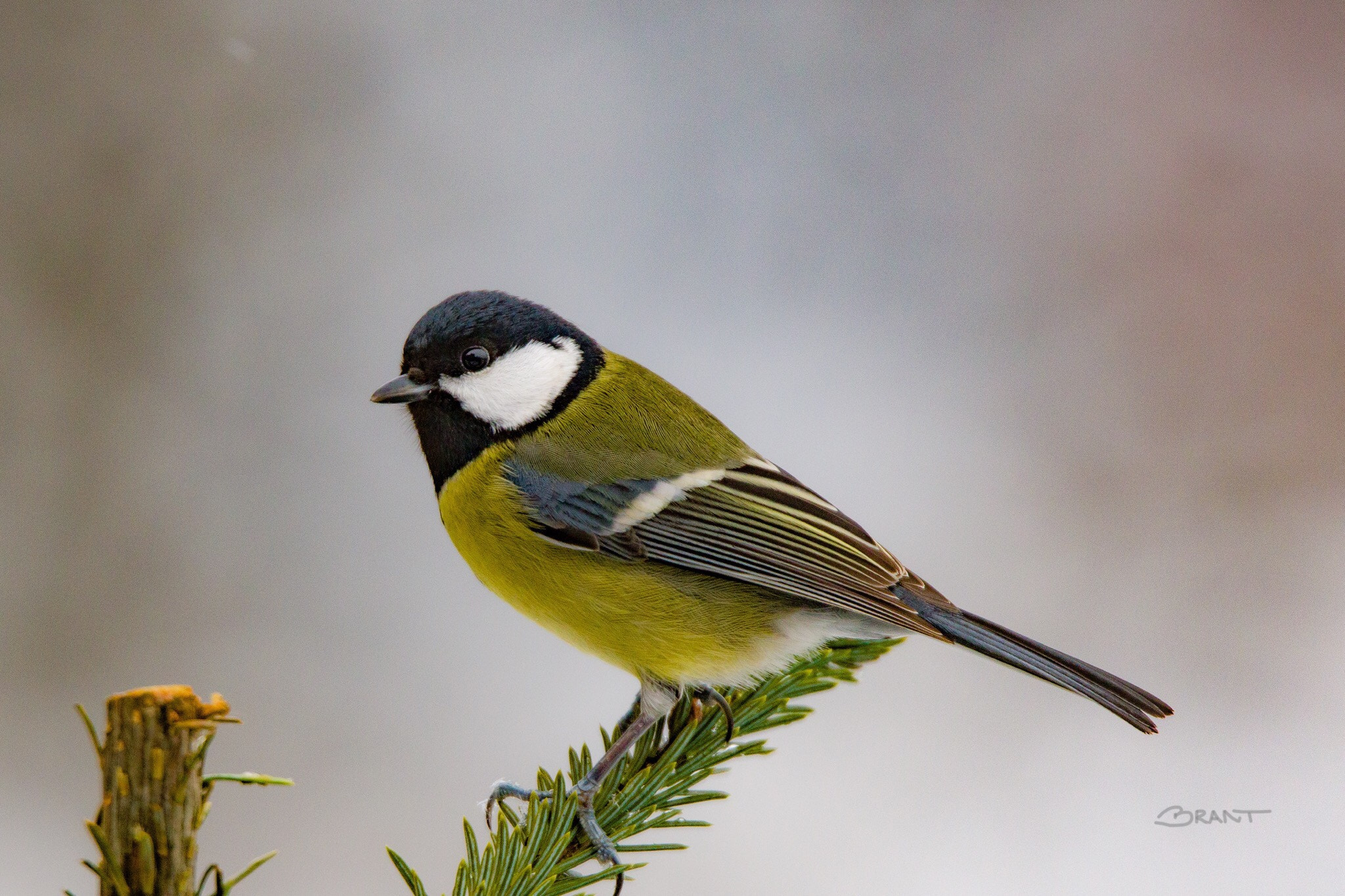 Sigma 150mm f/2.8 EX DG OS HSM APO Macro sample photo. Great tit photography