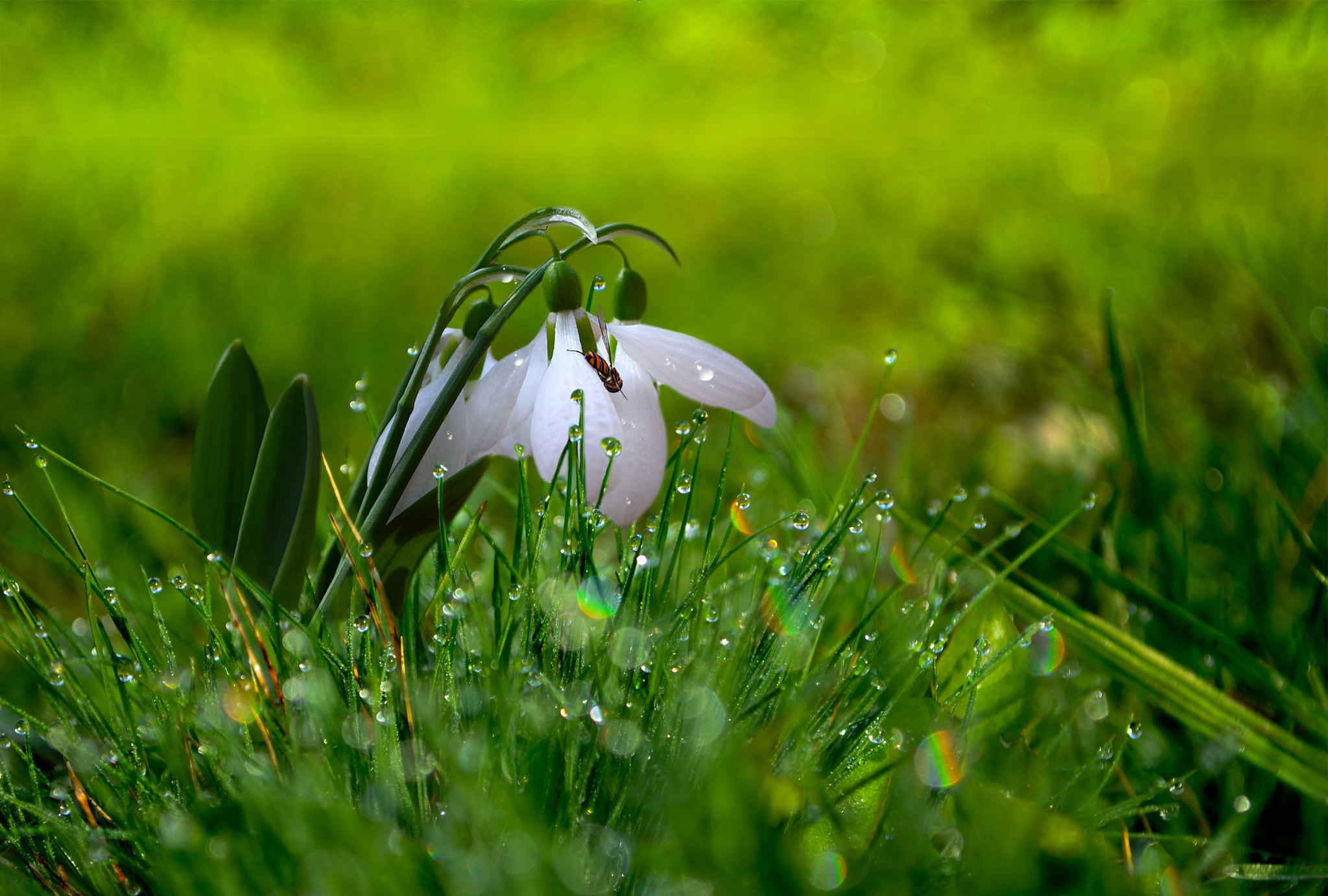 Panasonic Lumix DMC-FS3 sample photo. Snowdrops photography