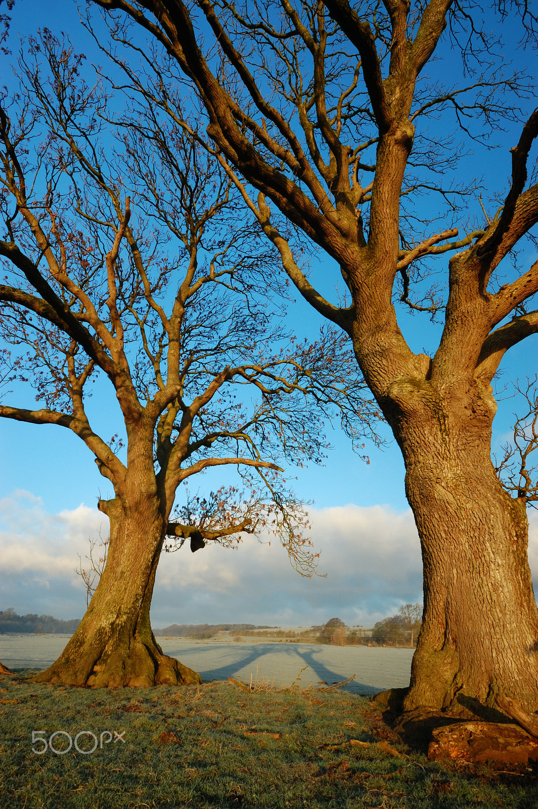 Sigma 10-20mm F4-5.6 EX DC HSM sample photo. Trees sunrise photography