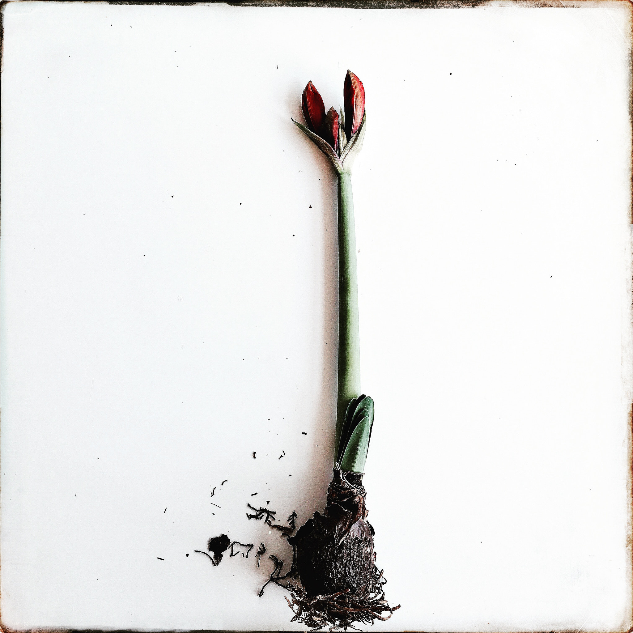 Hipstamatic 331 sample photo. Amaryllis photography
