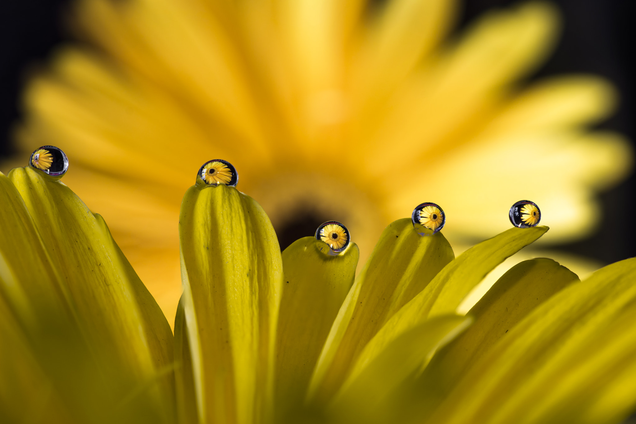 Tokina AT-X Pro 100mm F2.8 Macro sample photo. Yellow photography