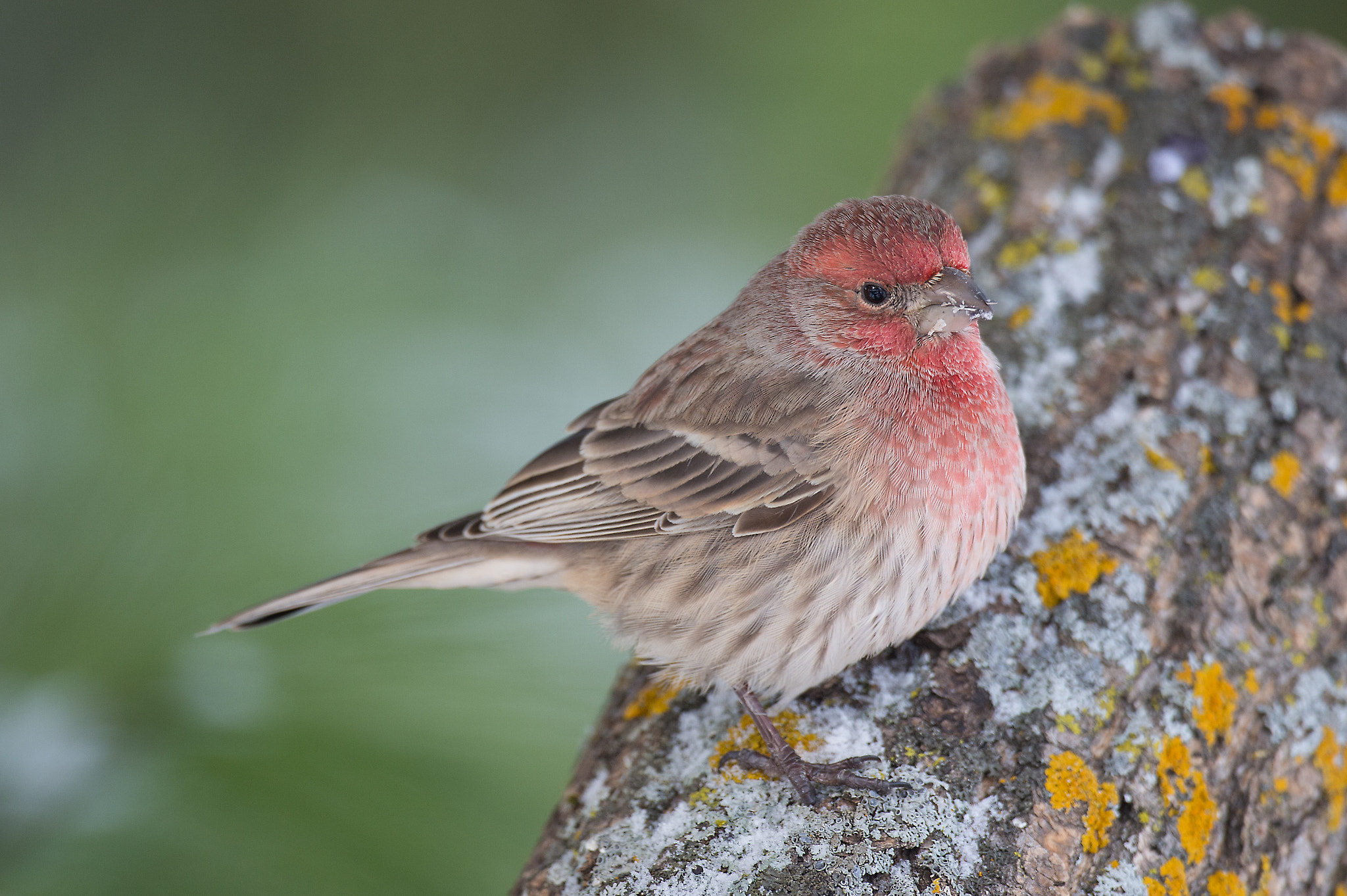 Nikon AF-S Nikkor 800mm F5.6E FL ED VR sample photo. Roselin familier carpodacus mexicanus house finch cl photography