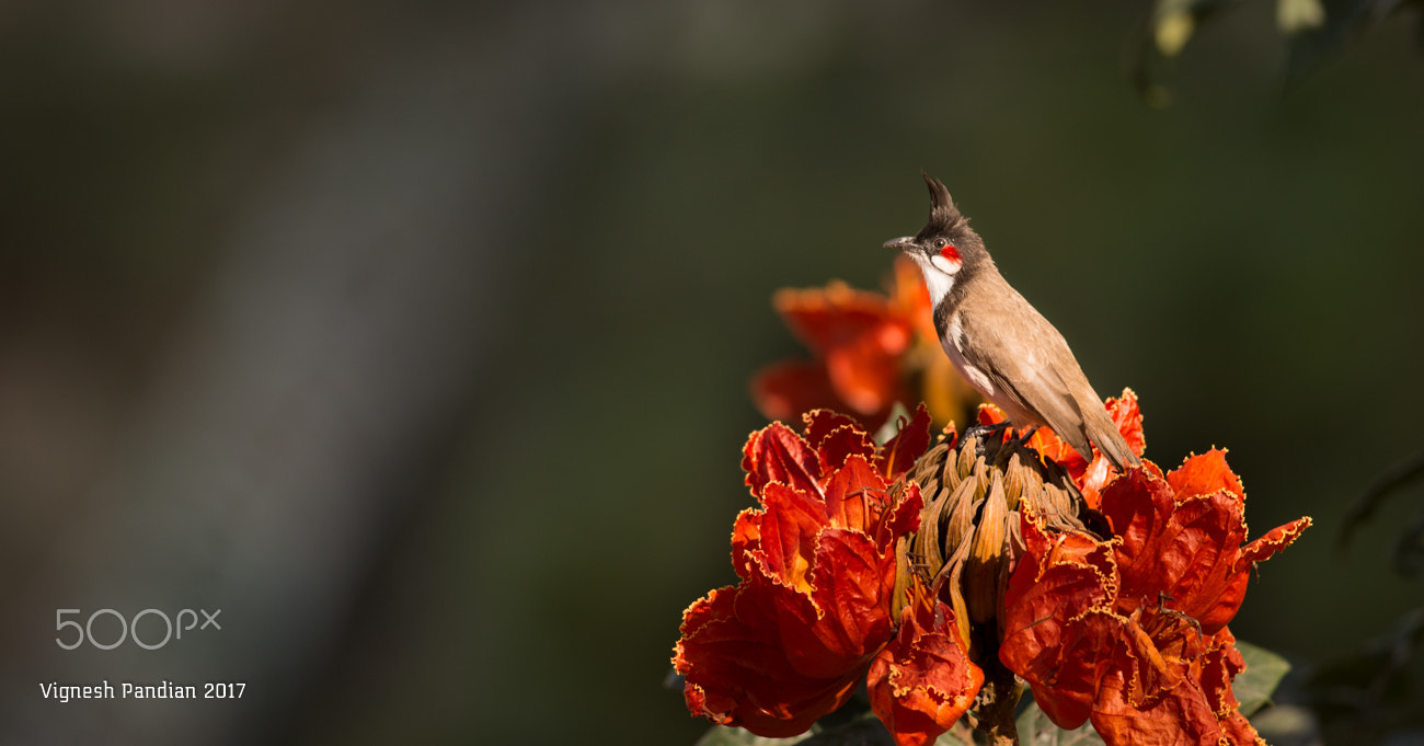 Nikon D800 + Nikon AF-S Nikkor 300mm F4D ED-IF sample photo. Birding shot at eye level (bulbul) photography