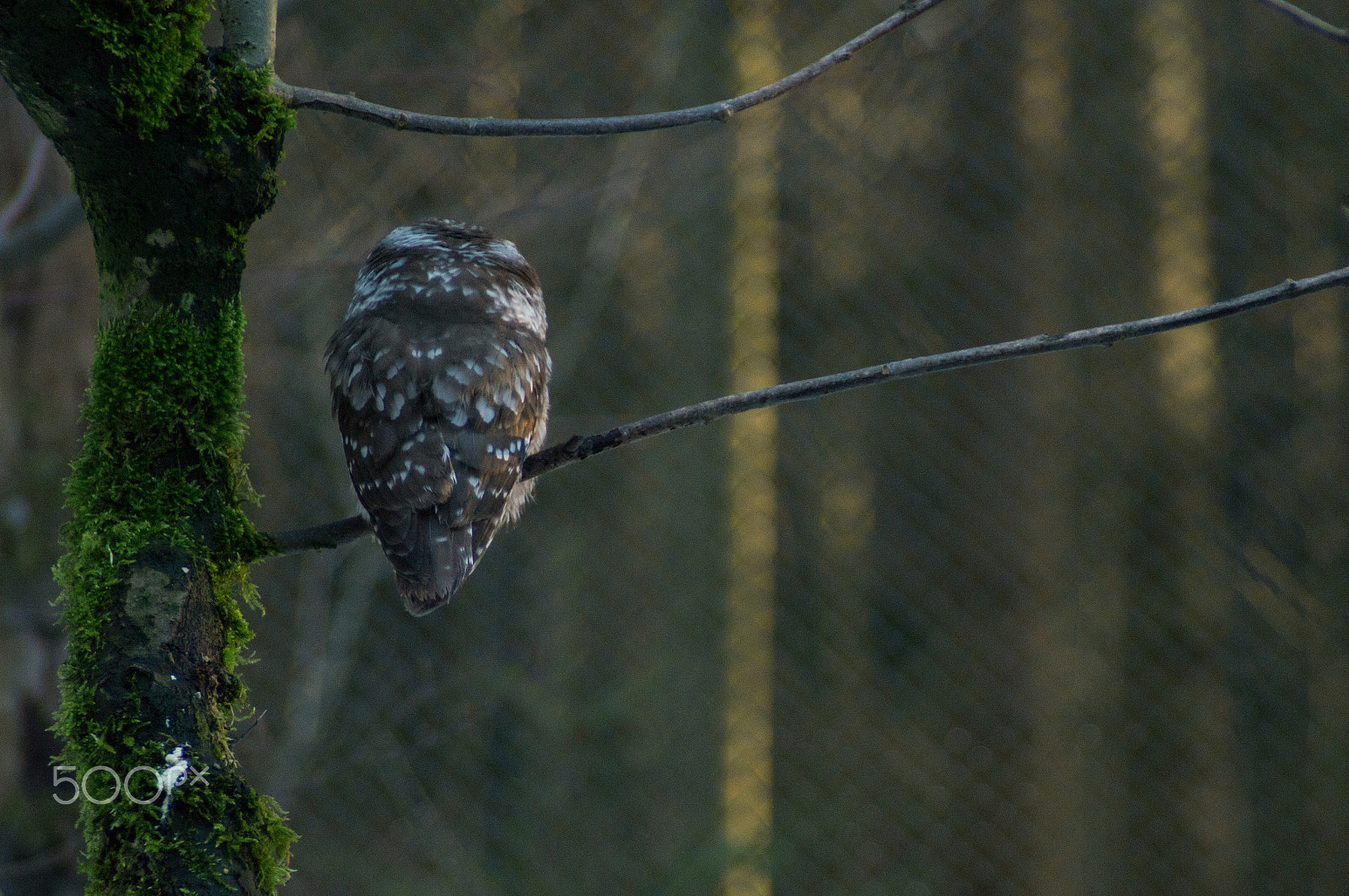 Sony SLT-A57 + Tamron SP 24-70mm F2.8 Di VC USD sample photo. Back of a sleeping bird photography