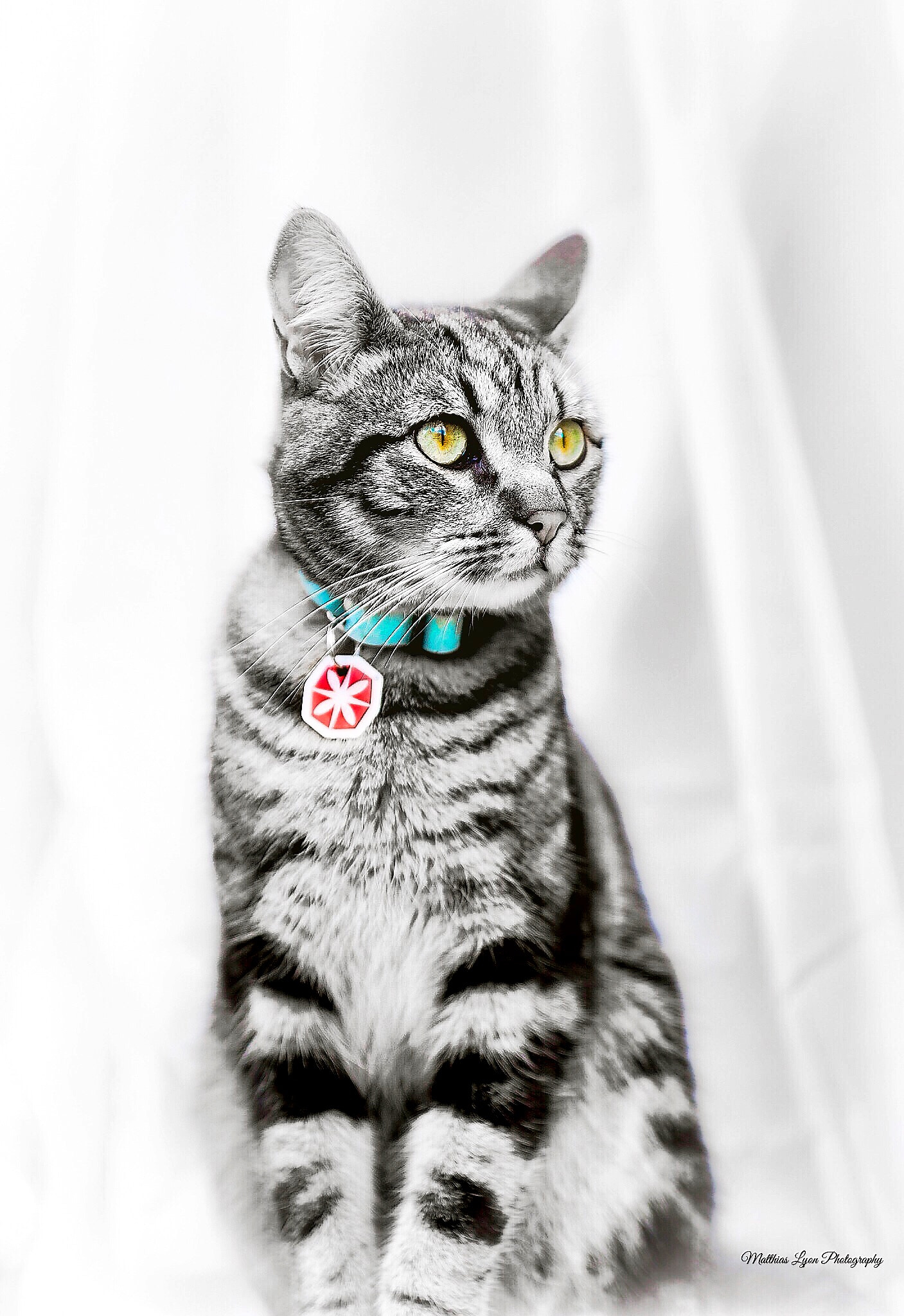 Sony SLT-A99V sample photo. Cat in the window ii photography