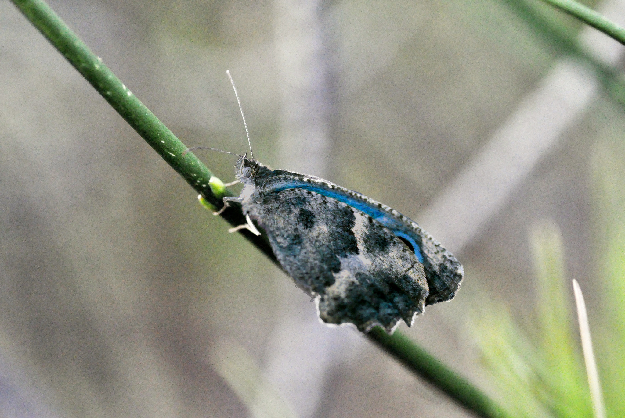 Nikon D5000 sample photo. Blue photography