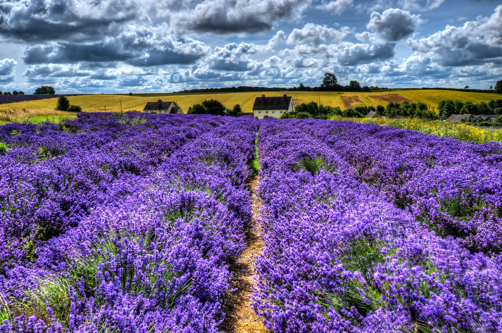 Nikon D7000 + Sigma 10-20mm F3.5 EX DC HSM sample photo. Cotswold lavender, full bloom photography