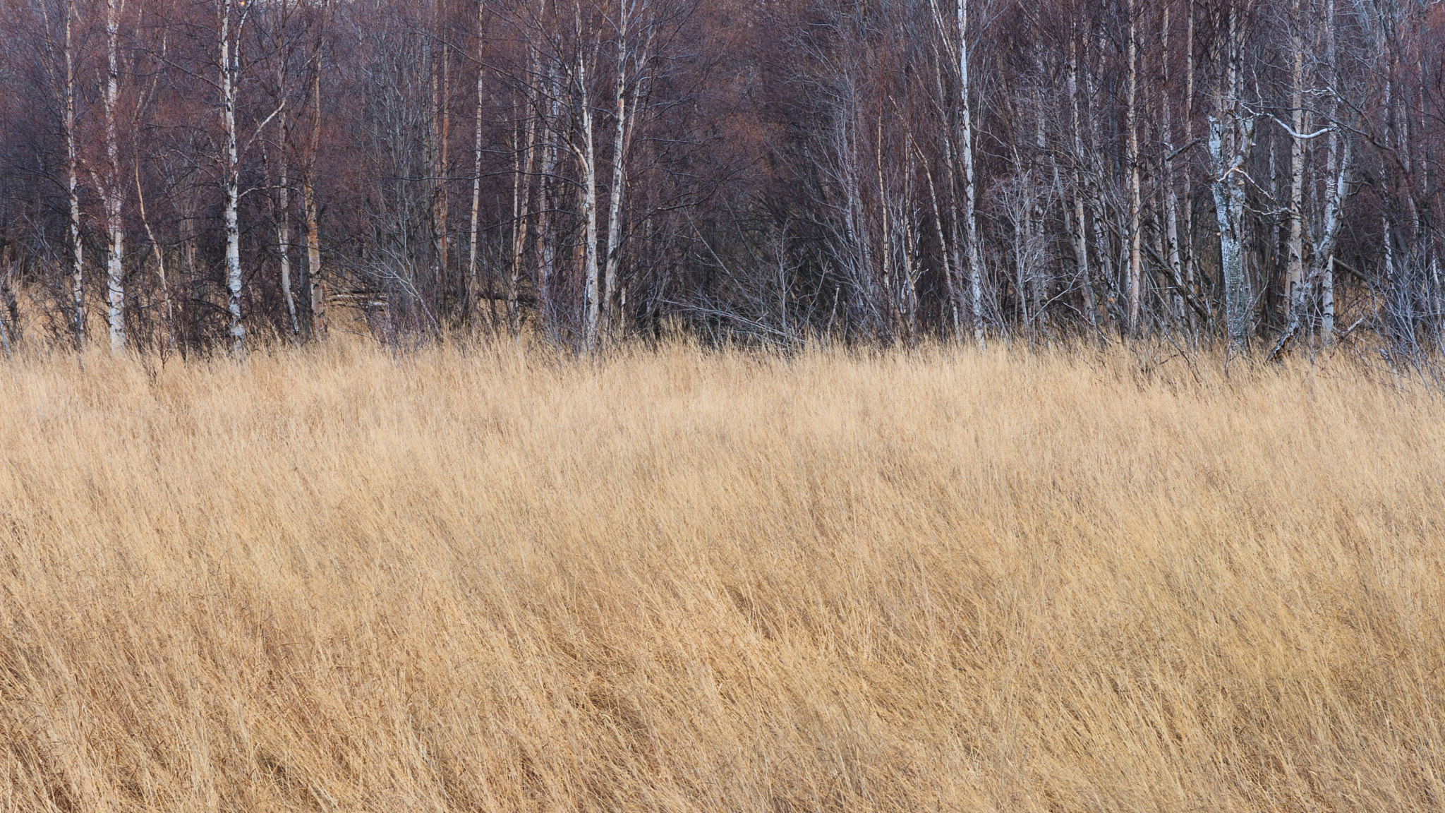 Canon EOS 30D sample photo. Winter grass and birch photography