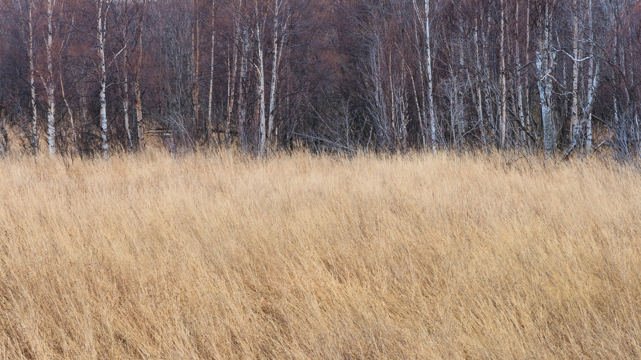 Canon EOS 30D + Canon EF 24-105mm F4L IS USM sample photo. Winter grass and birch photography