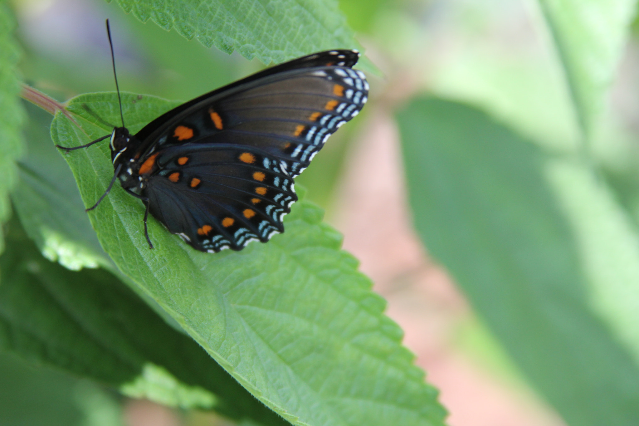 Canon EOS 550D (EOS Rebel T2i / EOS Kiss X4) sample photo. Black & orange butterfly photography