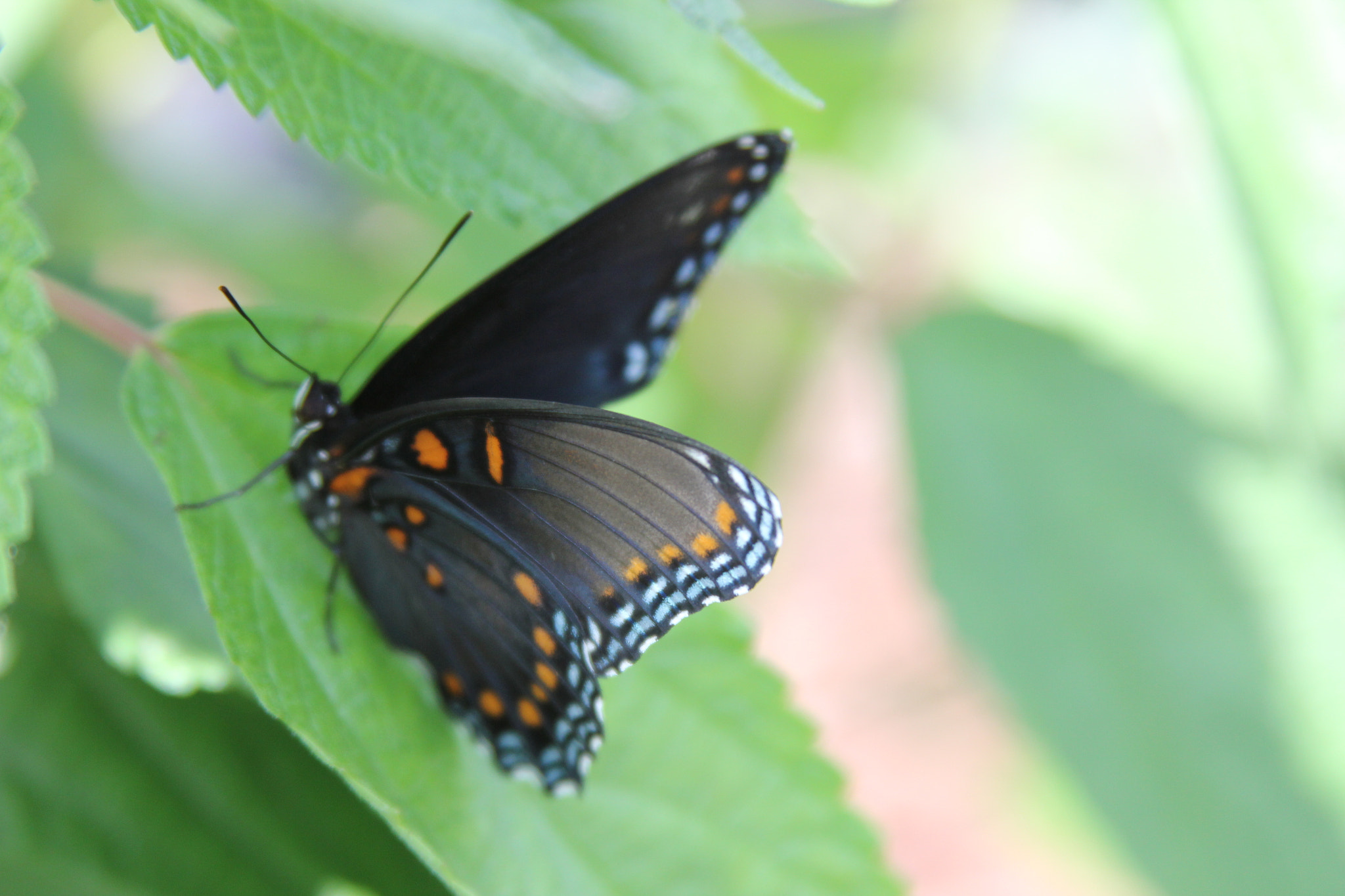 Canon EF 28-135mm F3.5-5.6 IS USM sample photo. Black & orange butterfly photography