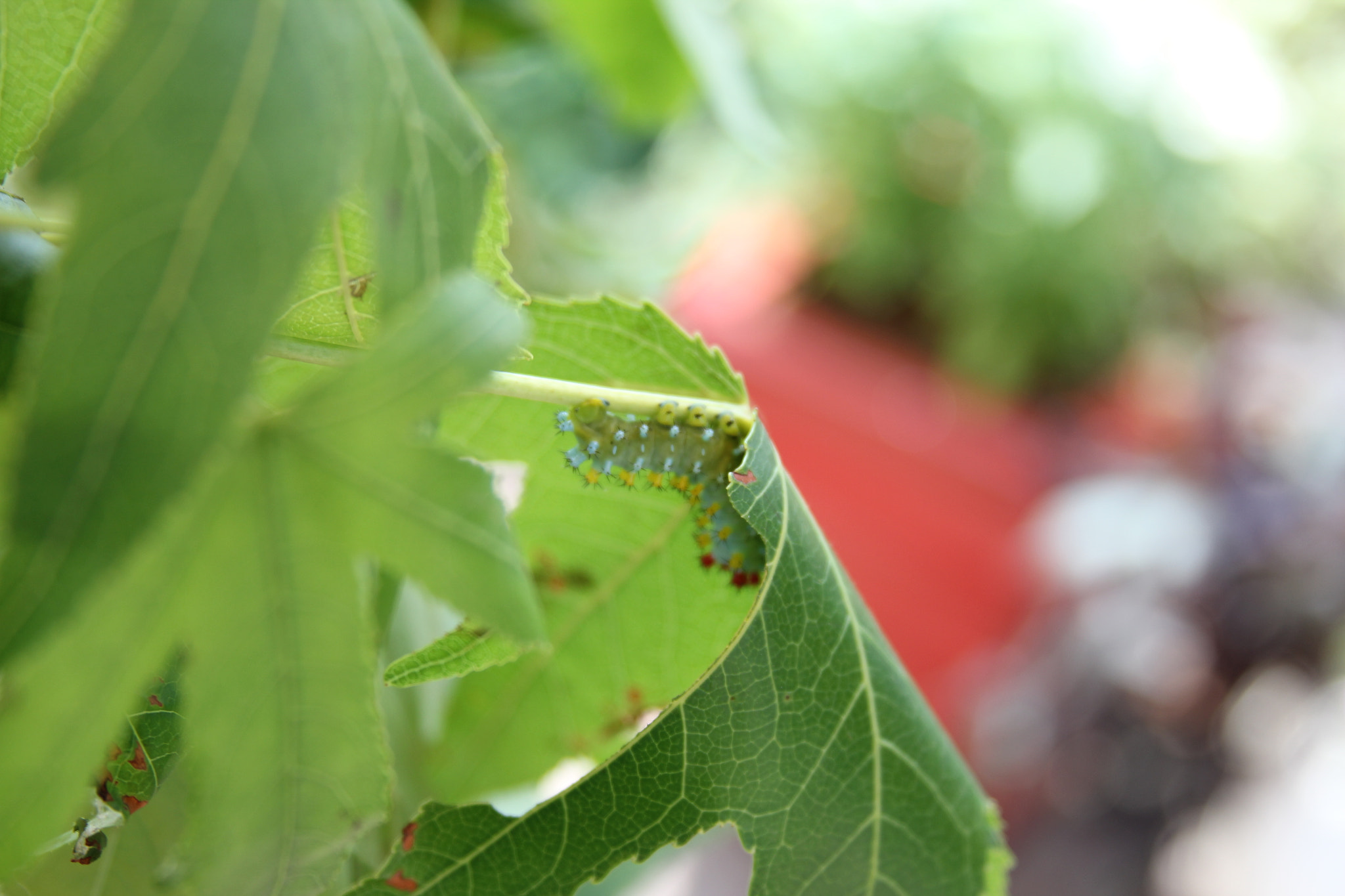 Canon EF 28-135mm F3.5-5.6 IS USM sample photo. Close-up on nature photography