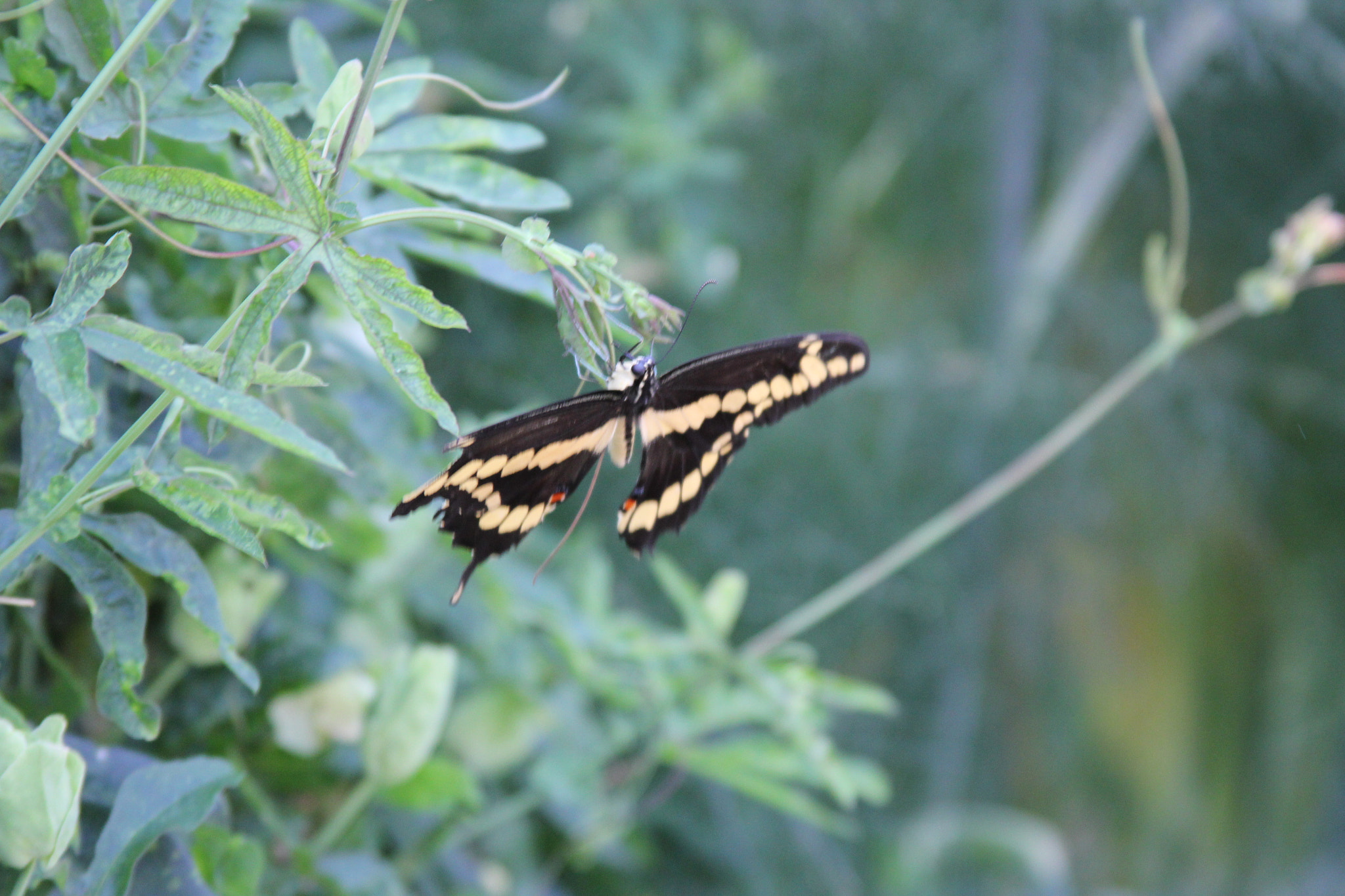 Canon EF 28-135mm F3.5-5.6 IS USM sample photo. Beautiful butterfly photography