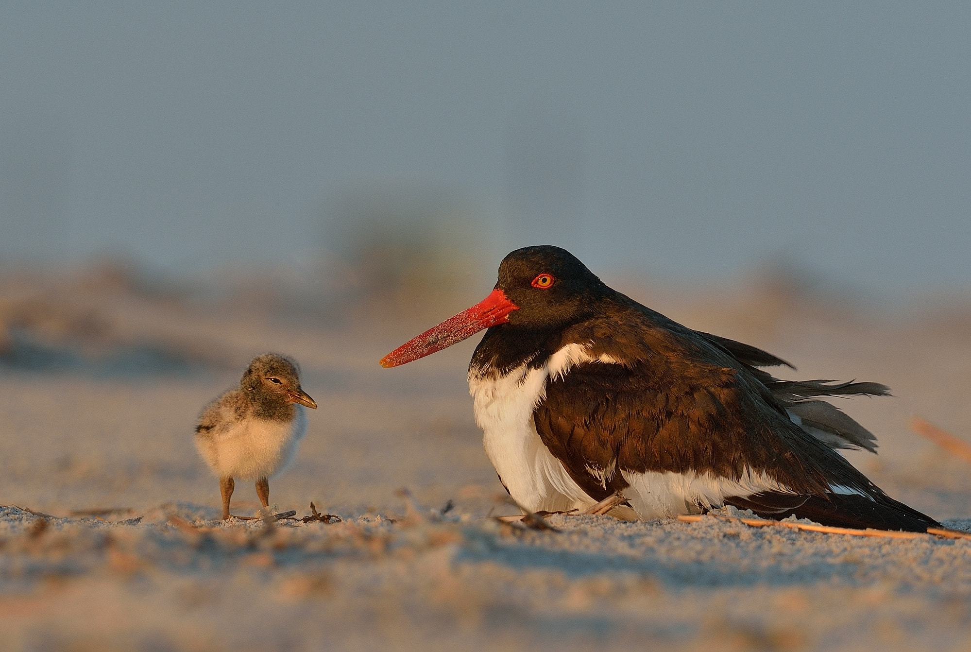 Nikon D4 sample photo. American oystercatcher photography