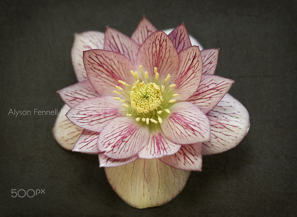 Canon EF 100mm F2.8 Macro USM sample photo. Hellebore flower. photography