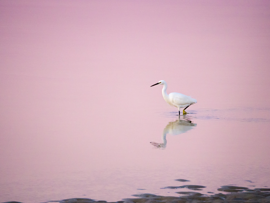 Olympus OM-D E-M10 sample photo. Egretta garzetta photography