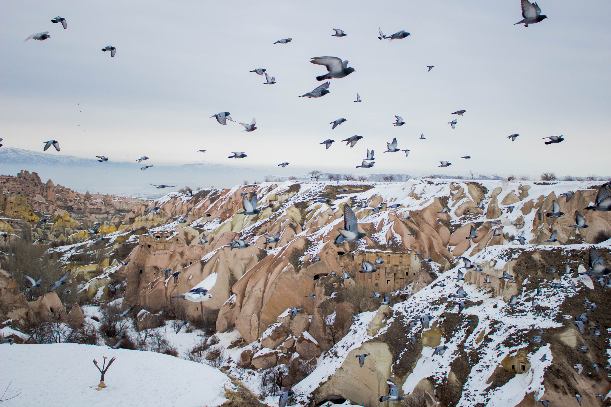 Canon EOS 100D (EOS Rebel SL1 / EOS Kiss X7) sample photo. Pigeons in cappadocia photography