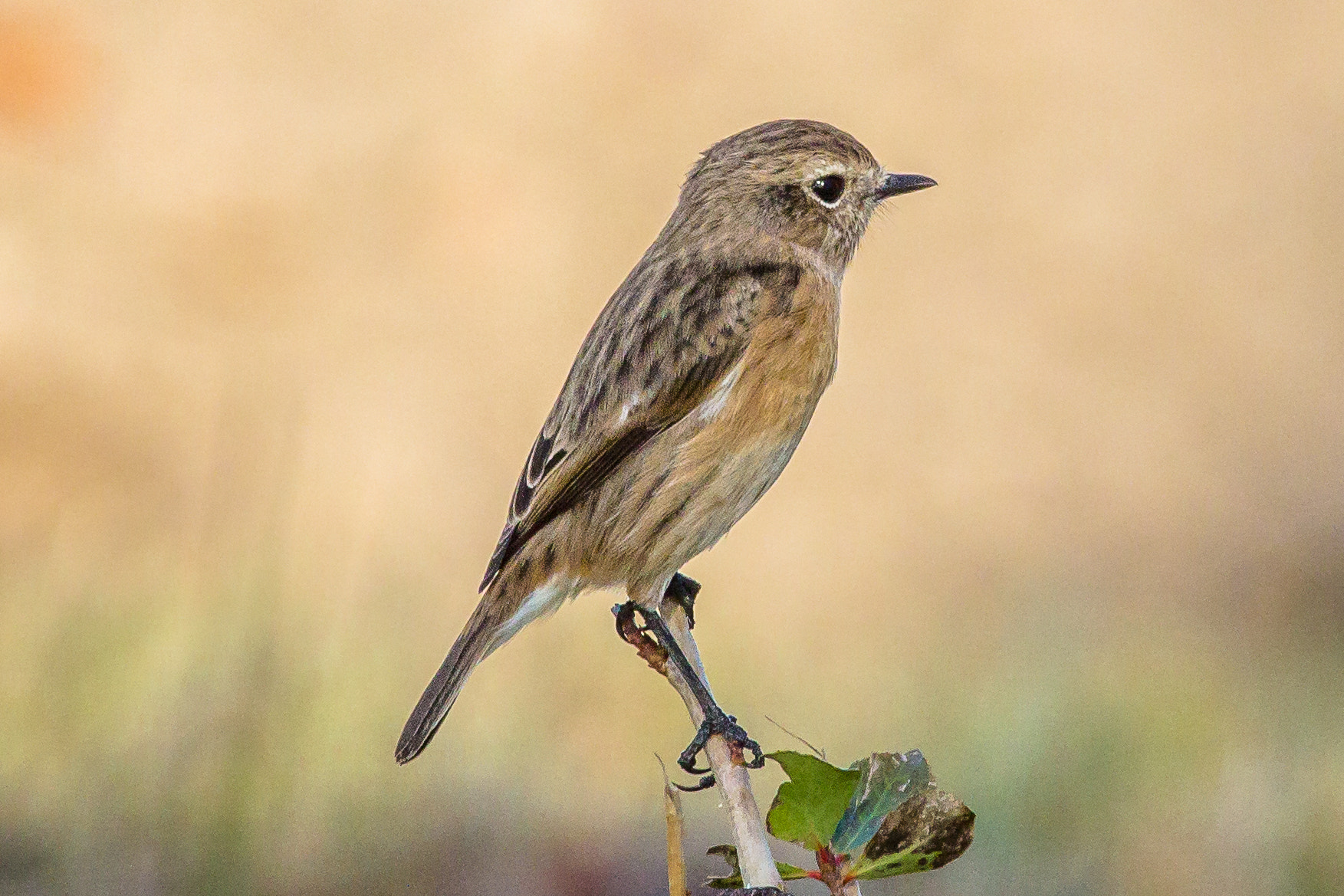 Canon EF 100-400mm F4.5-5.6L IS USM sample photo. Common stonechat photography