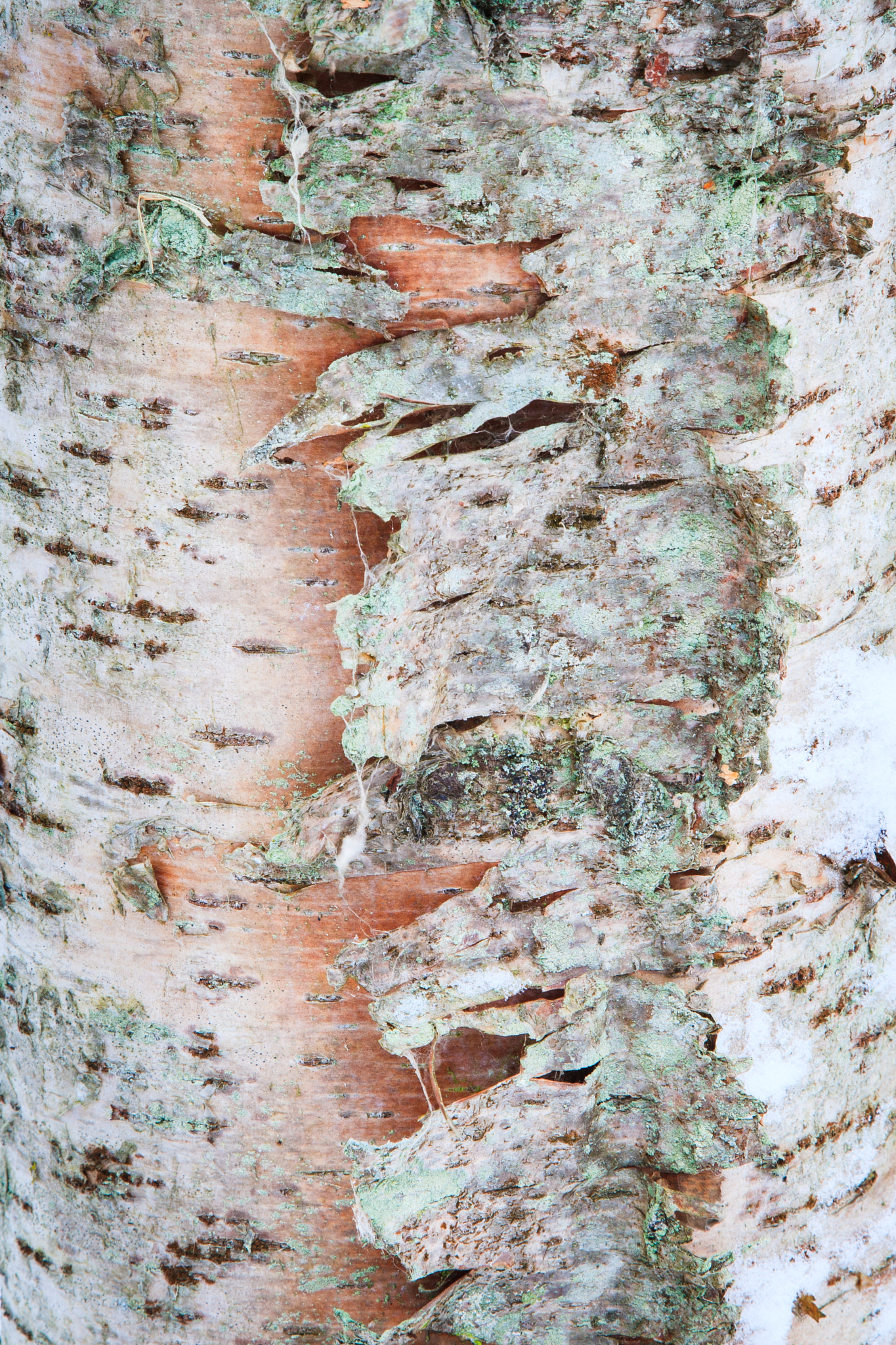 Canon EOS 30D + Canon EF 24-105mm F4L IS USM sample photo. White birch bark 3 photography