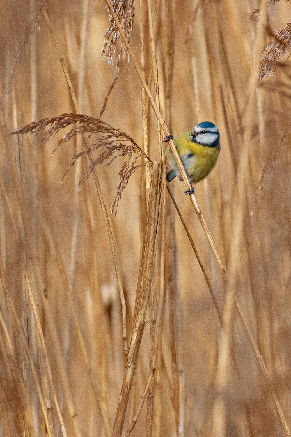 Nikon D300S sample photo. Blue tit photography