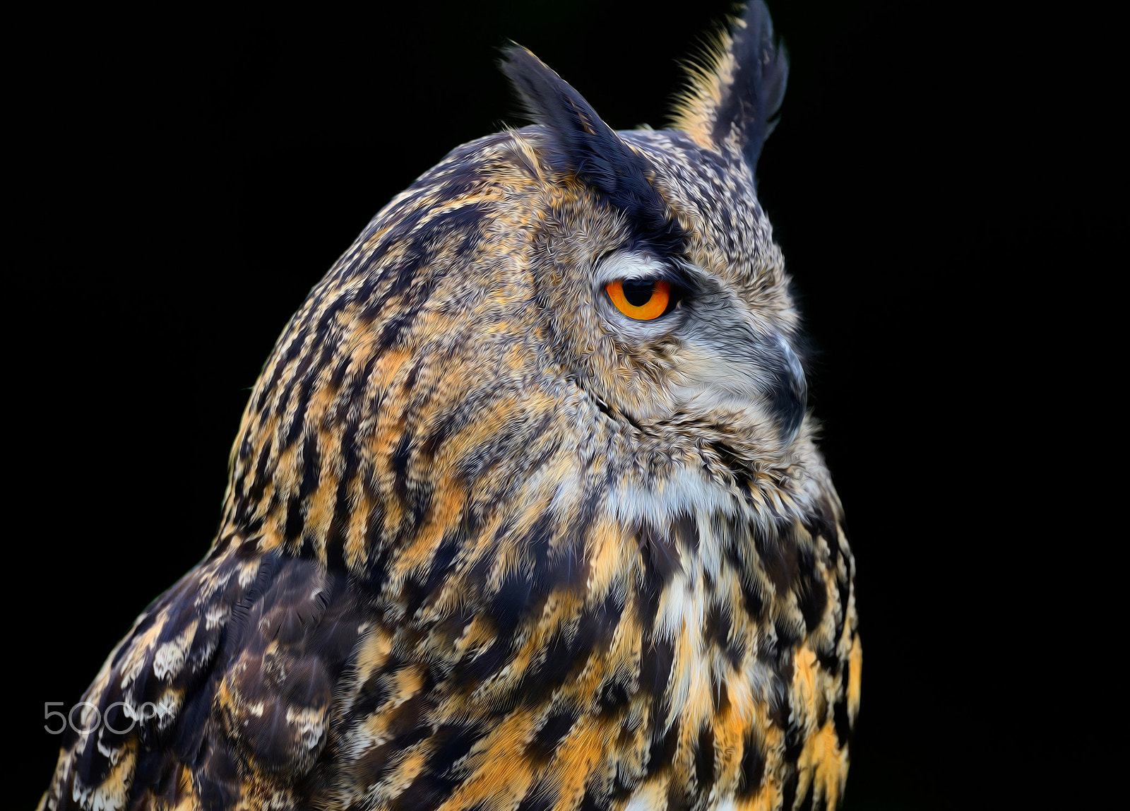 Nikon D800E + Sigma 150-600mm F5-6.3 DG OS HSM | S sample photo. King owl photography