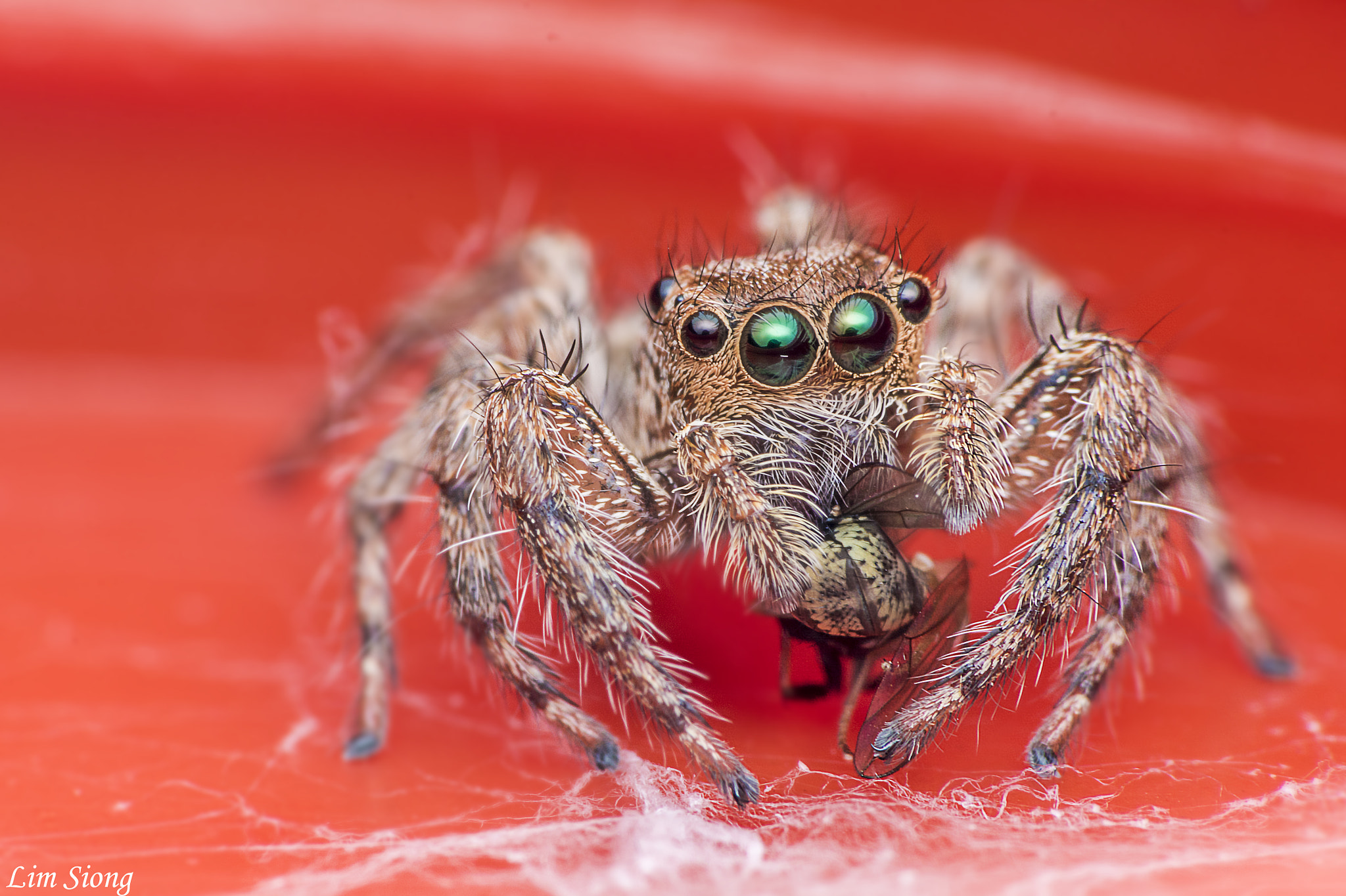 Sigma 70-300mm F4-5.6 APO DG Macro sample photo. Jumping spider with prey photography