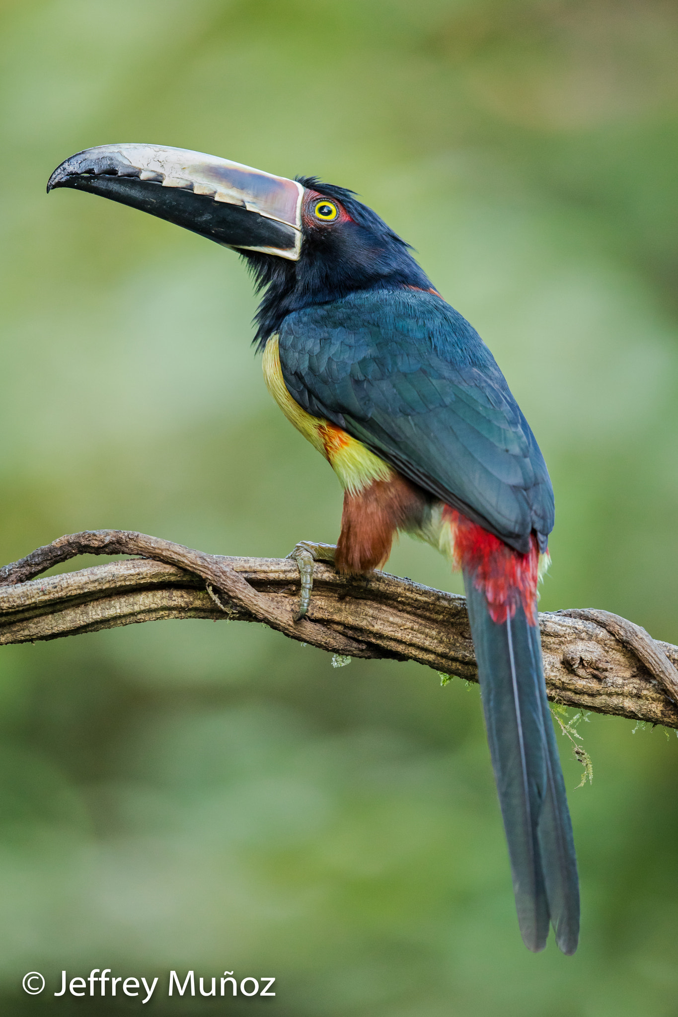Canon EF 500mm F4L IS II USM sample photo. Collared aracari photography