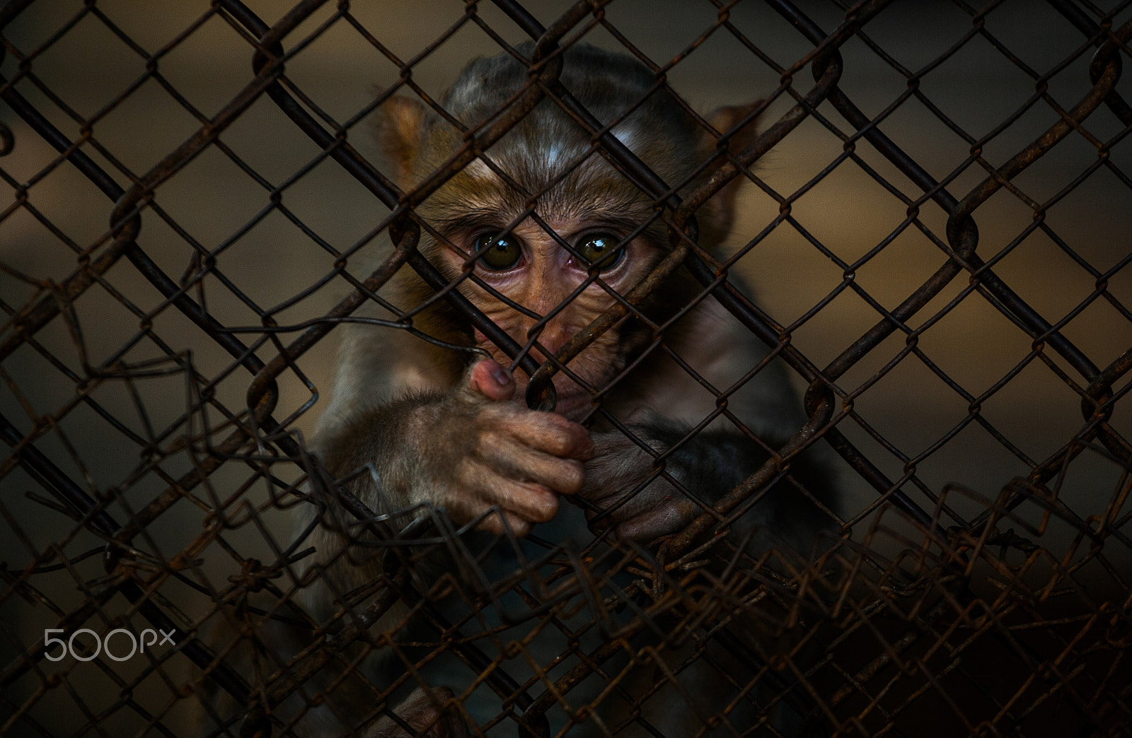 Canon EOS 5D + Canon EF 70-200mm F4L USM sample photo. The monkey in the cage photography