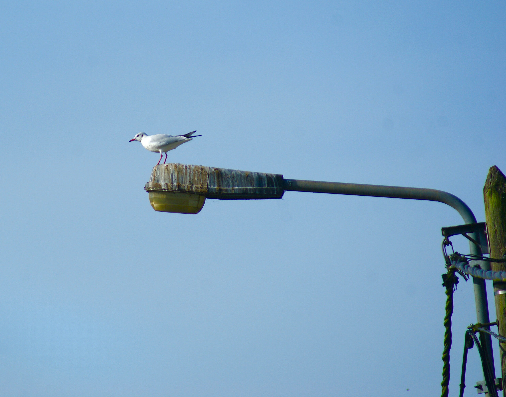 Sony 75-300mm F4.5-5.6 sample photo. Busy street lighting photography