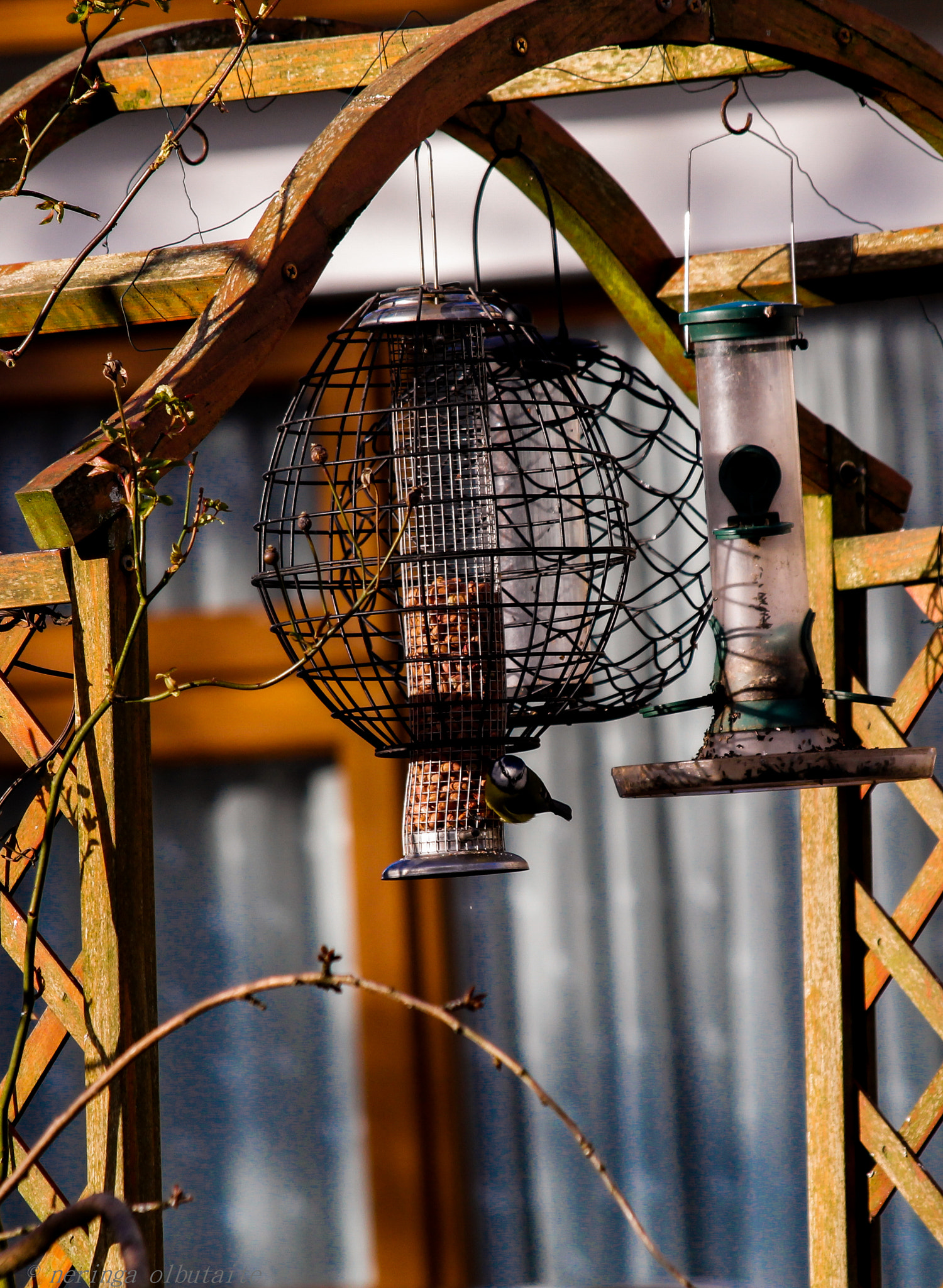 Canon EF 70-300mm F4-5.6 IS USM sample photo. Lunch time photography