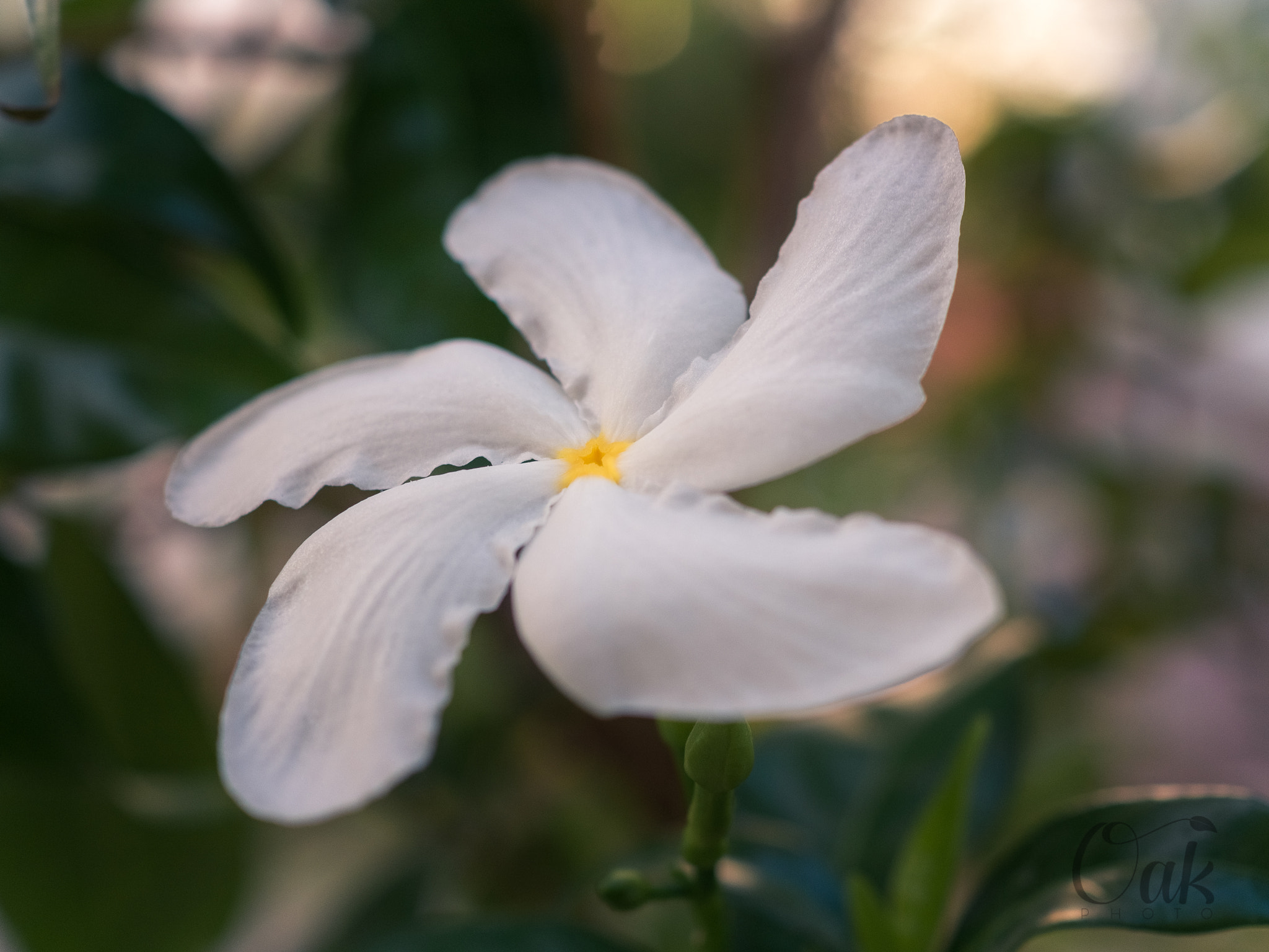 Olympus M.Zuiko Digital ED 30mm F3.5 Macro sample photo. Jasmine! photography