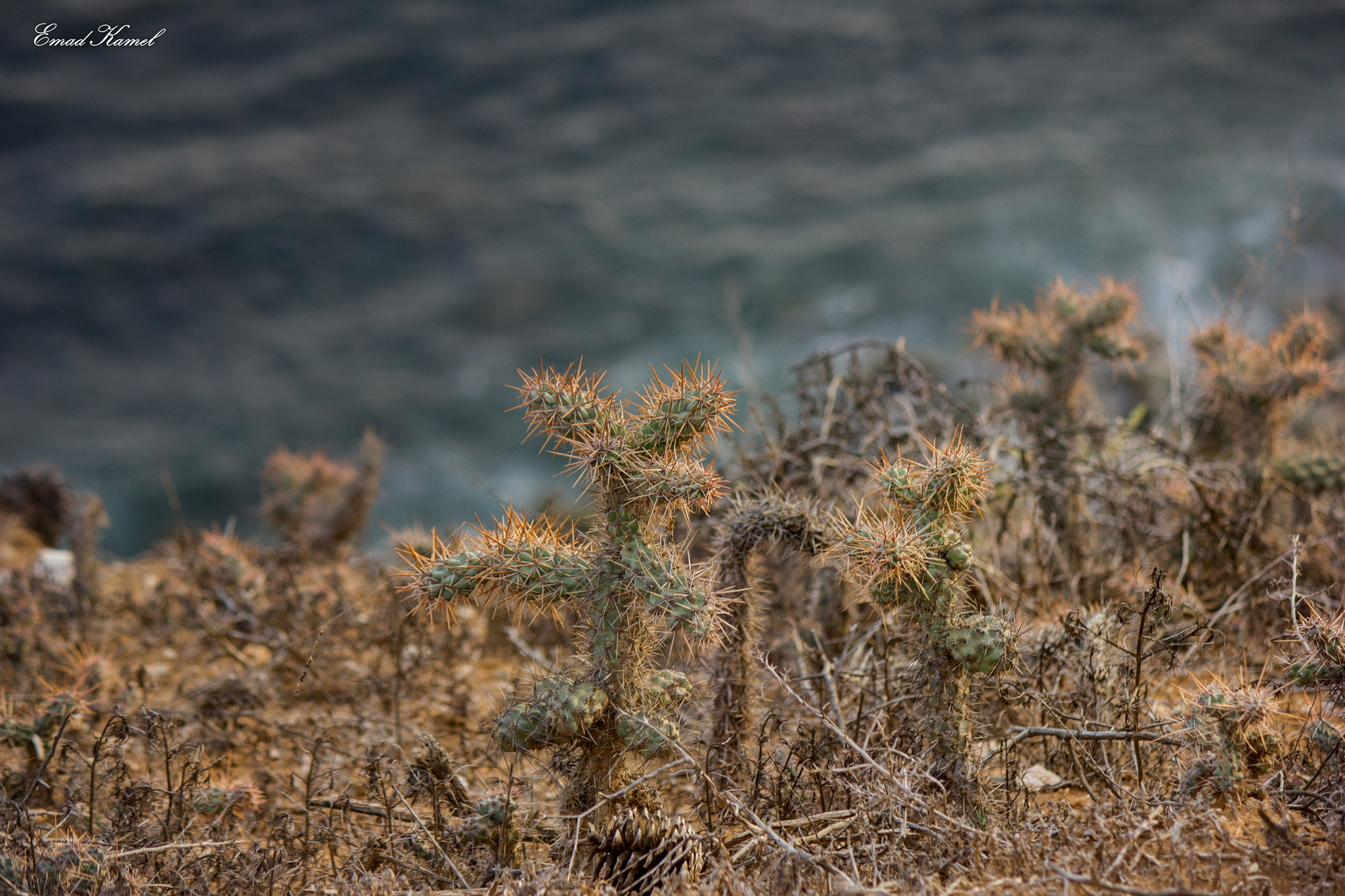 Canon EOS 550D (EOS Rebel T2i / EOS Kiss X4) sample photo. Young cactus o photography