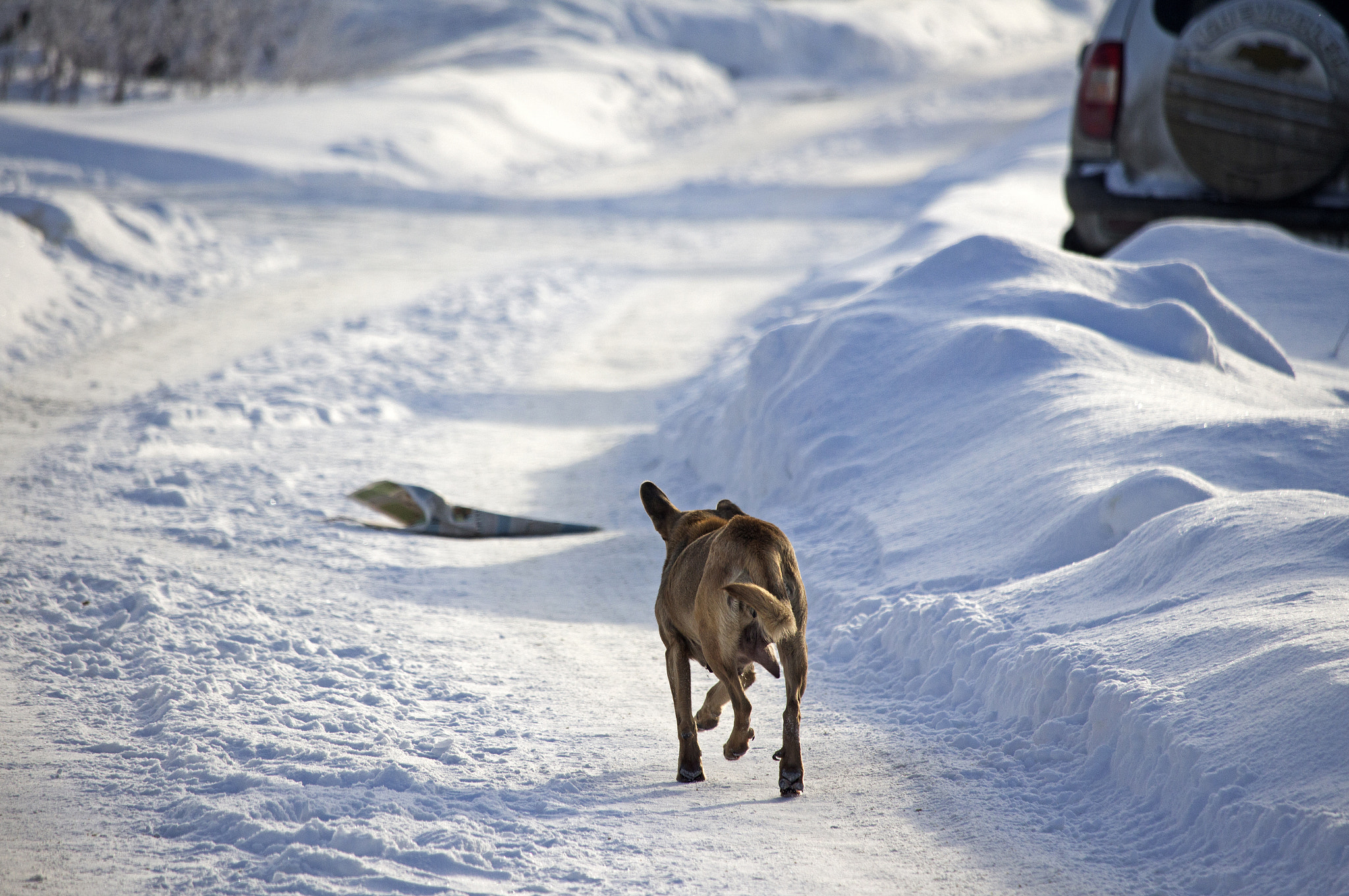 Canon EF-S 55-250mm F4-5.6 IS STM sample photo. Stray dog braving the russian winter photography