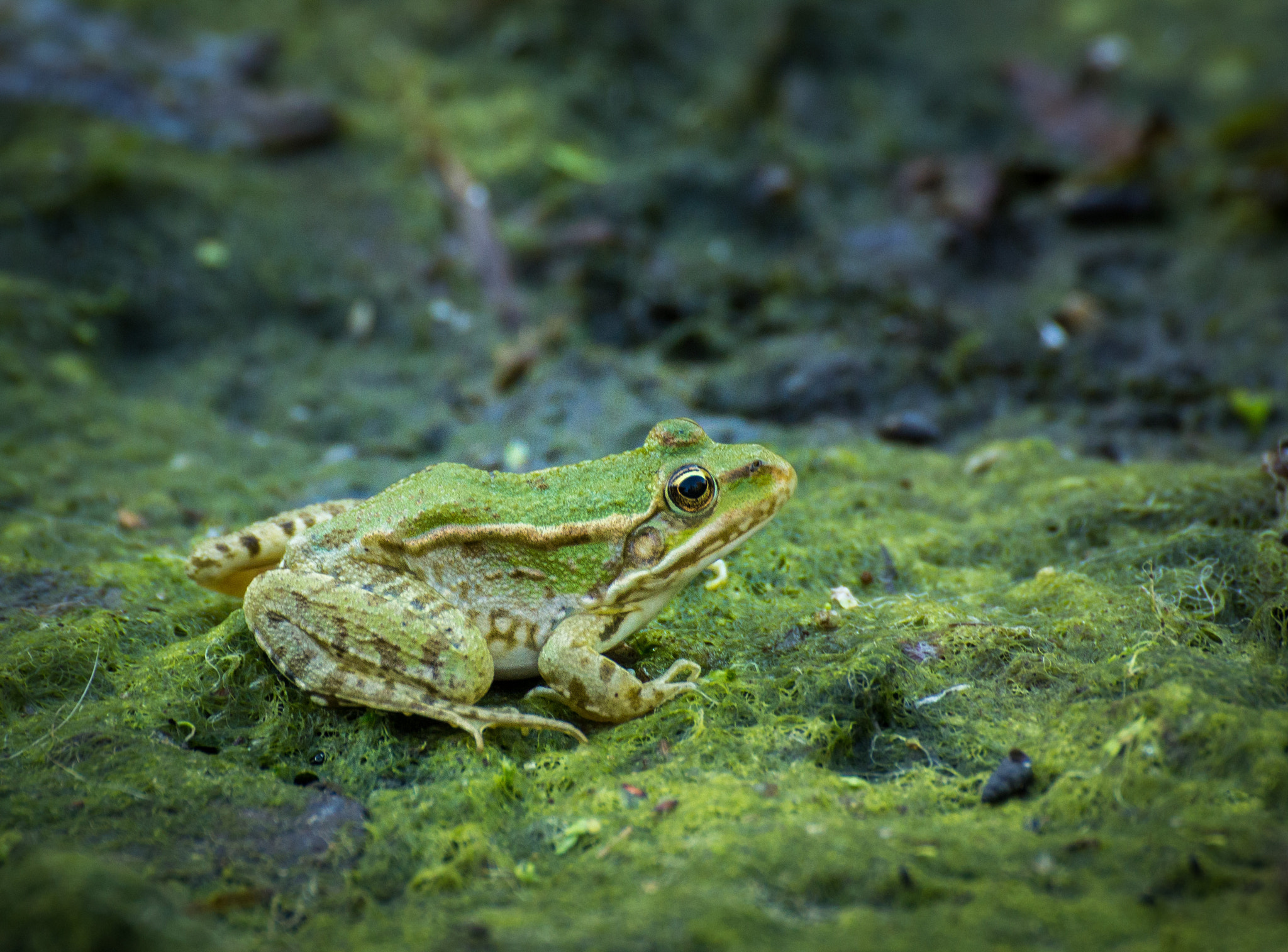 Tamron SP 35mm F1.8 Di VC USD sample photo. Grenouille photography