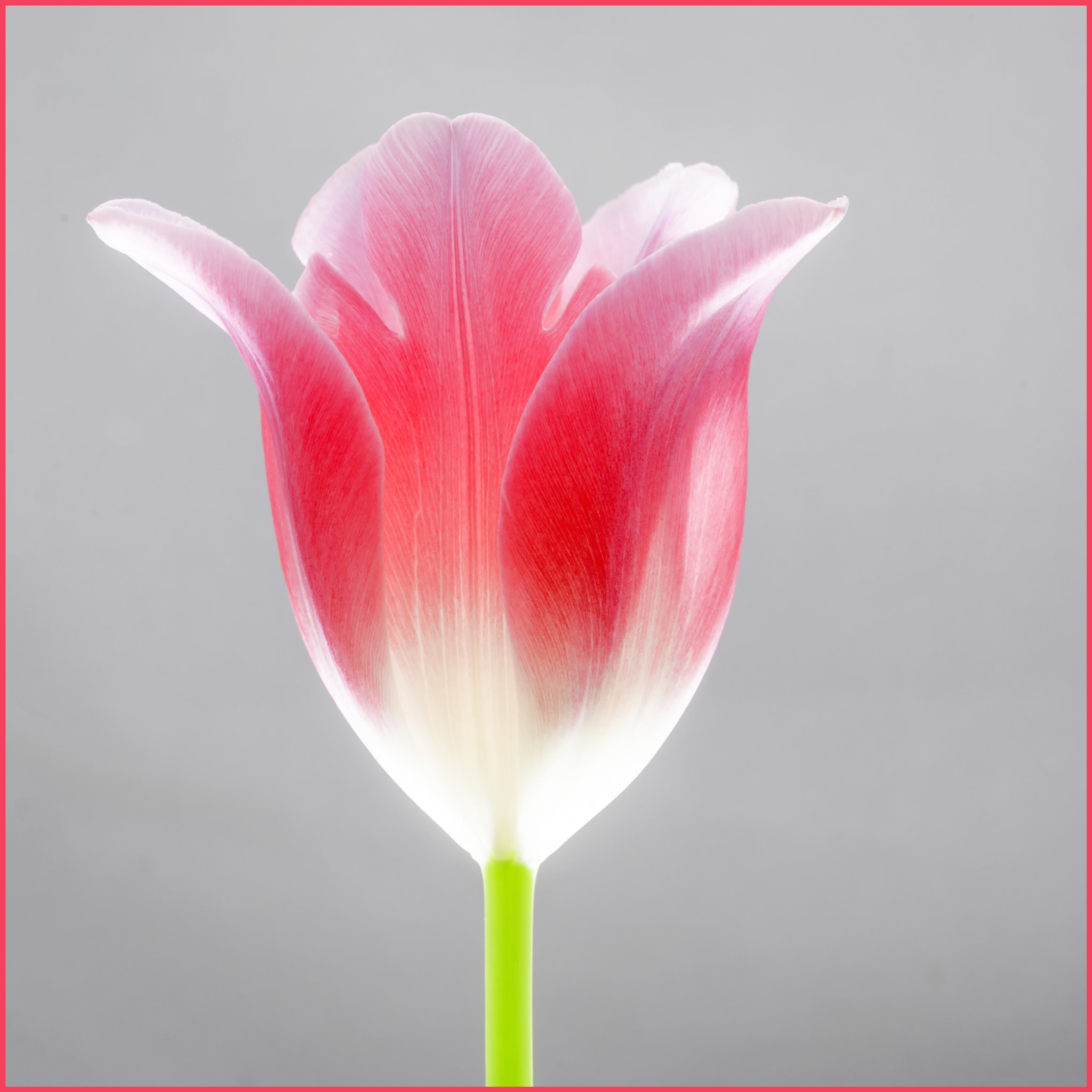 Tokina AT-X Pro 100mm F2.8 Macro sample photo. The beauty of simplicity photography