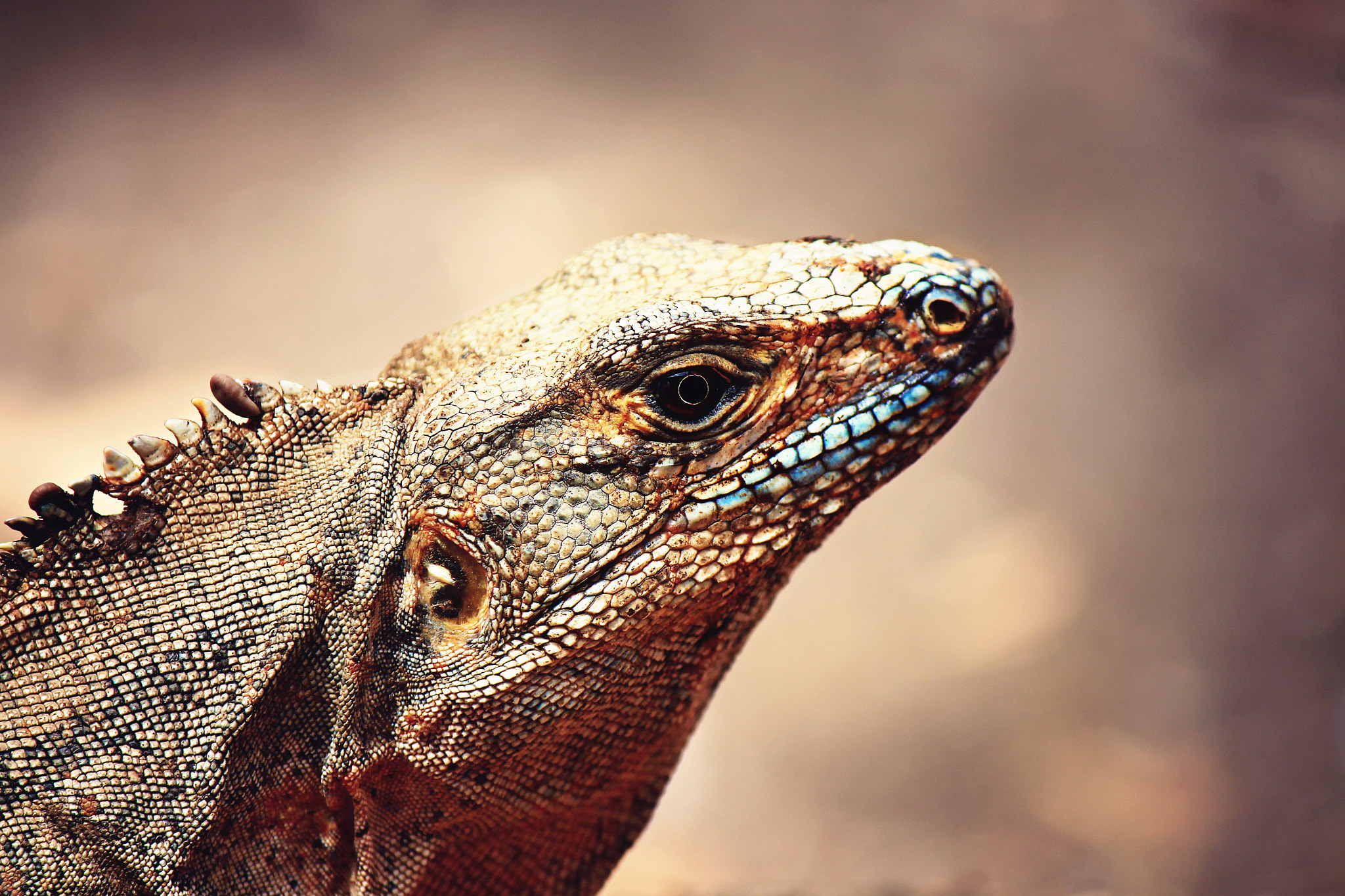 Canon EOS 500D (EOS Rebel T1i / EOS Kiss X3) sample photo. Modern dinosaur photography