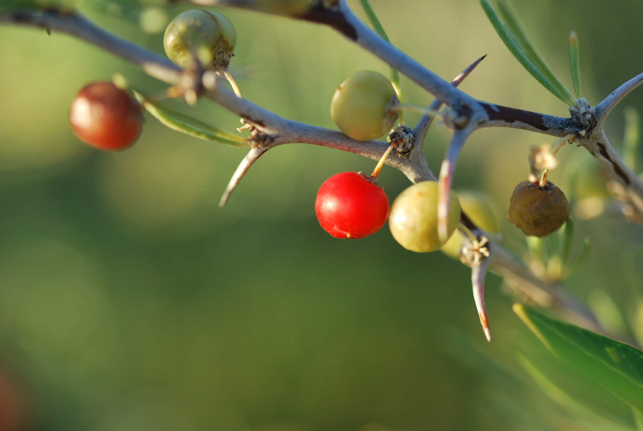 Sigma 105mm F2.8 EX DG OS HSM sample photo. Silvestre photography