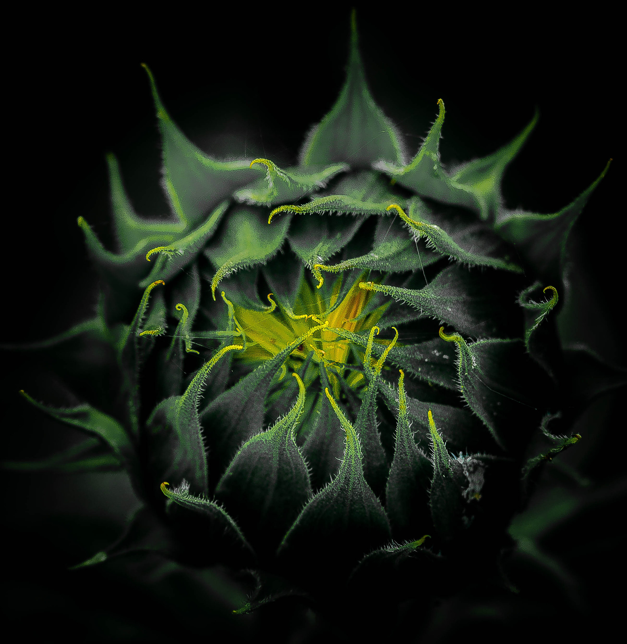 Canon EF-S 60mm F2.8 Macro USM sample photo. Medusa photography