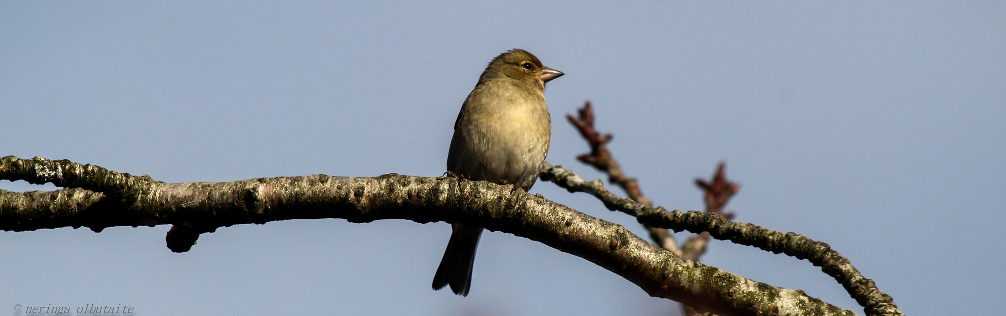Canon EF 70-300mm F4-5.6 IS USM sample photo. Birdy birdy photography