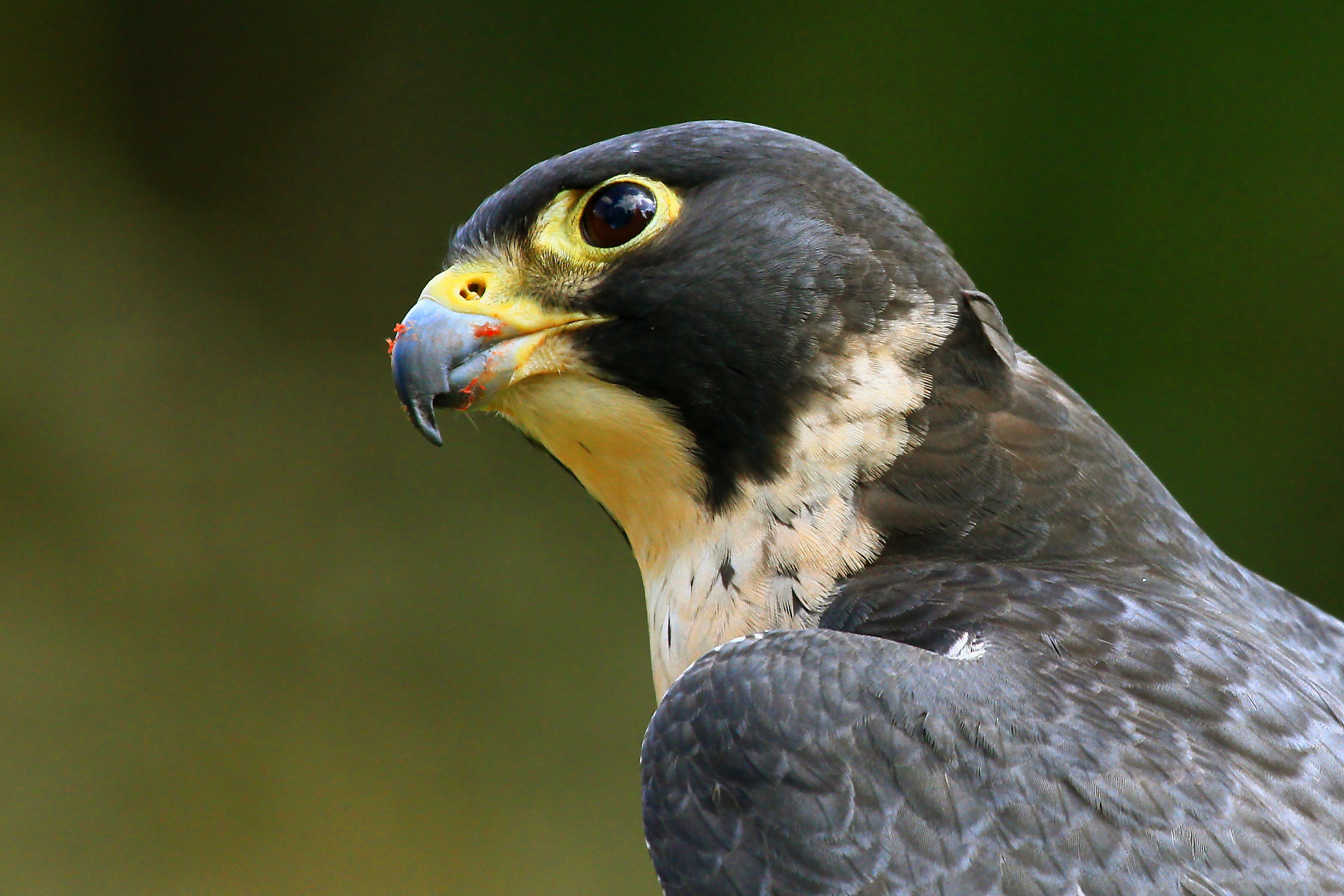 Canon EF 100-400mm F4.5-5.6L IS USM sample photo. Go falcons! photography