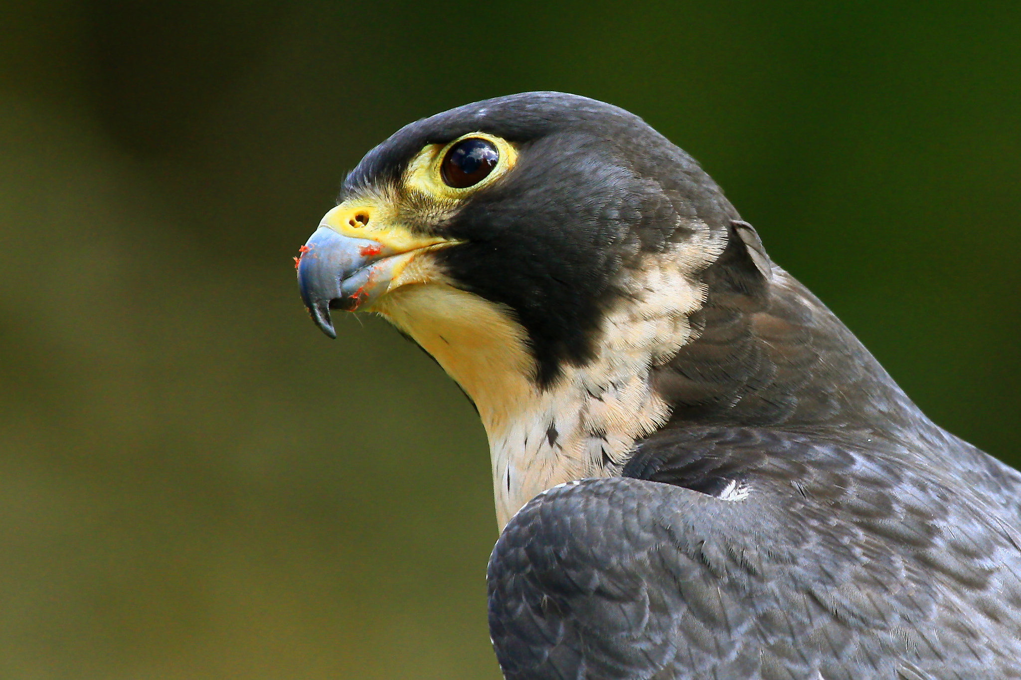 Canon EOS 7D + Canon EF 100-400mm F4.5-5.6L IS USM sample photo. Go falcons! photography