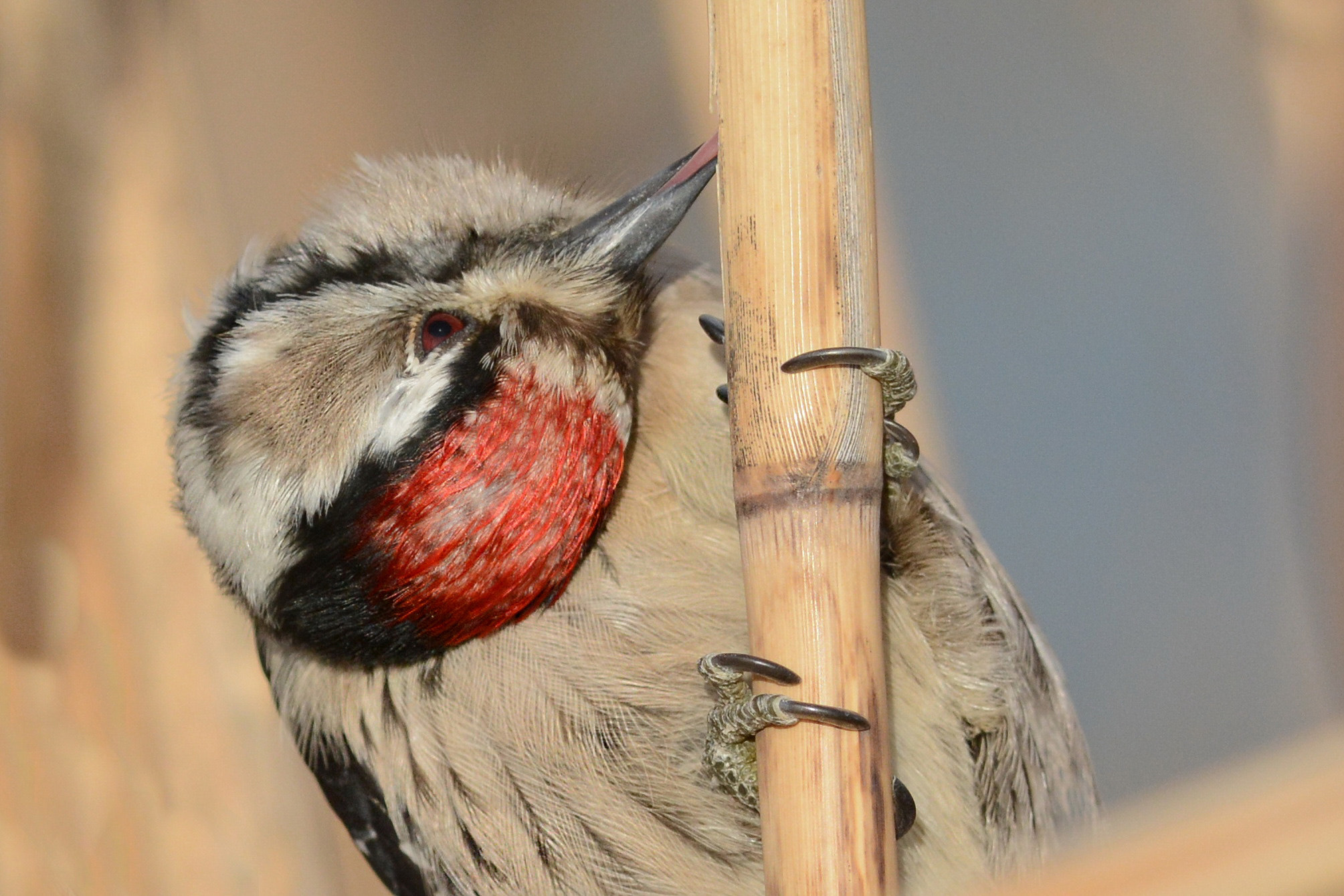 Nikon D7100 + Nikon AF-S Nikkor 300mm F4D ED-IF sample photo. В поиске. photography