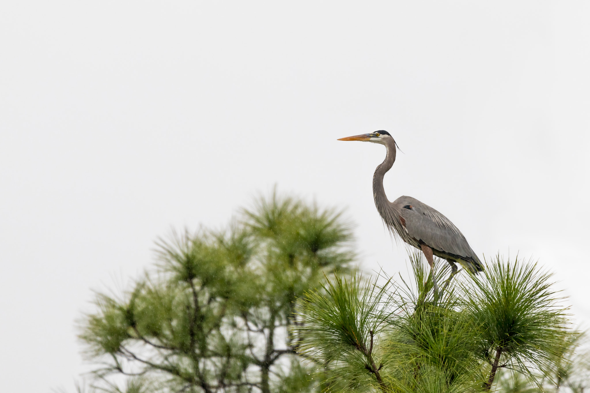 150-600mm F5-6.3 DG OS HSM | Contemporary 015 sample photo. Great blue heron photography