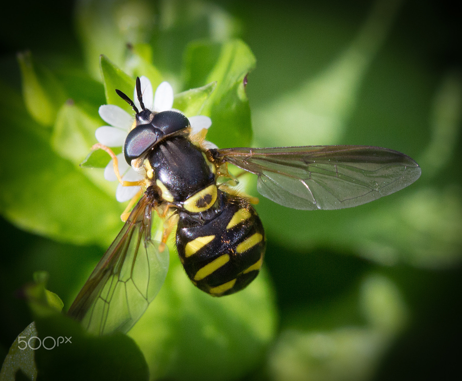 Canon EF 100mm F2.8 Macro USM sample photo. Bee fly photography